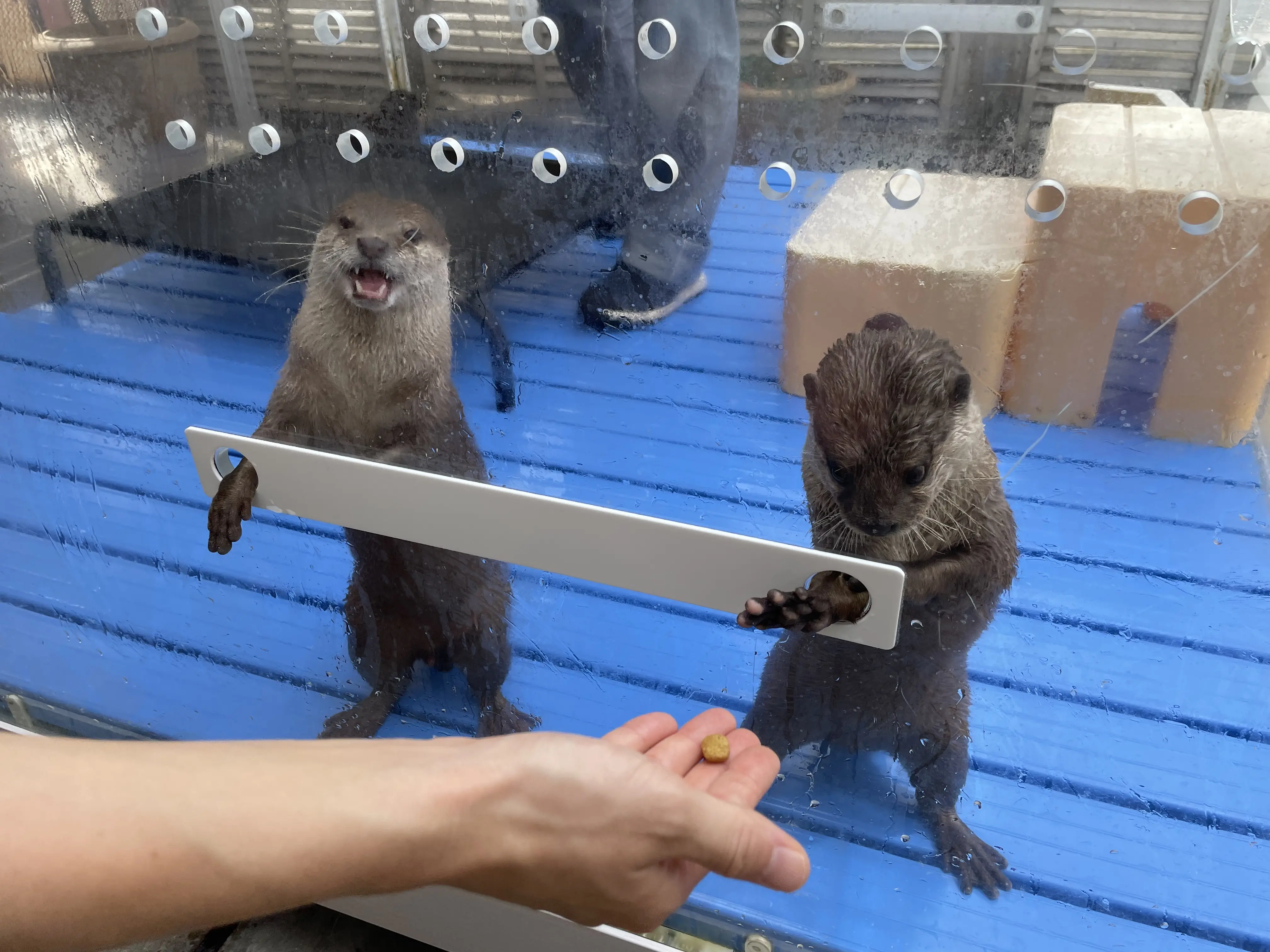 アニマルカフェでは、利用客が野生動物と写真を撮ったり餌を与えたりする「ふれあい」サービスが提供されていることが少なくない。(※本写真は上記の調査研究と無関係)