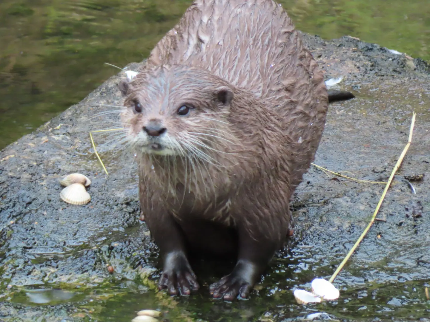 コツメカワウソは東南・南アジアの湿地や熱帯雨林でエビやカニ、魚などの生きものを捕食して暮らす野生動物です。近年では生息地の破壊や汚染も深刻な影響を与えており、その個体数は減少傾向にあります。
