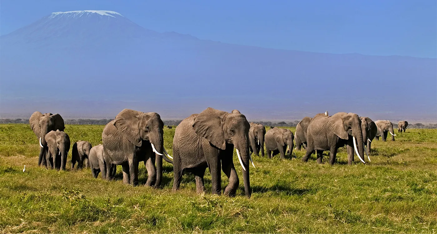 SOKNOTにおけるアフリカゾウ保護 活動報告（～2024年6月） ｜WWFジャパン