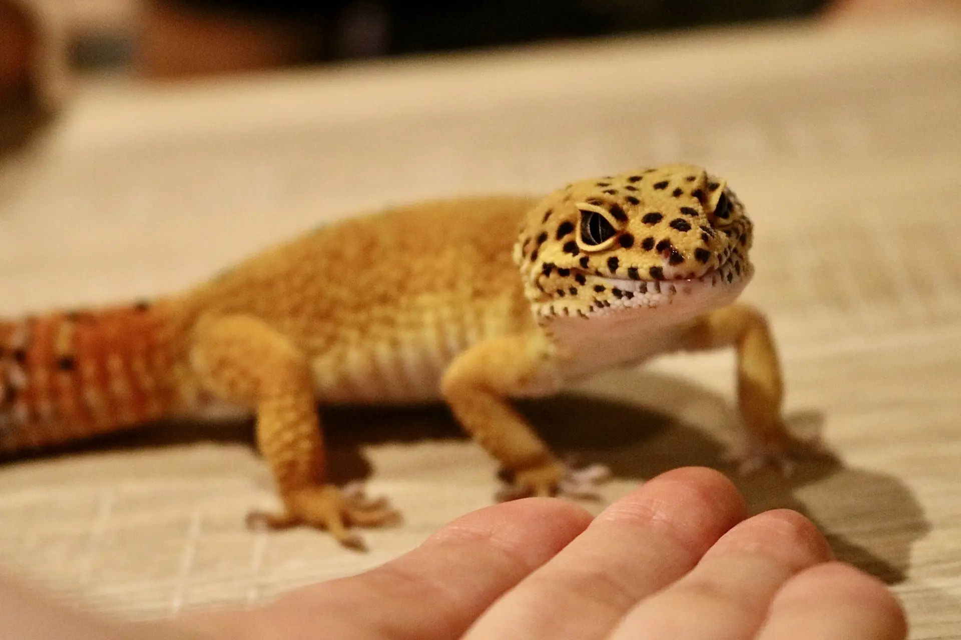 ヒョウモントカゲモドキのような爬虫類を販売目的で飼育・ブリーディングする場合、個人であっても第一種動物取扱業者(販売業)としての事前登録が必要です。