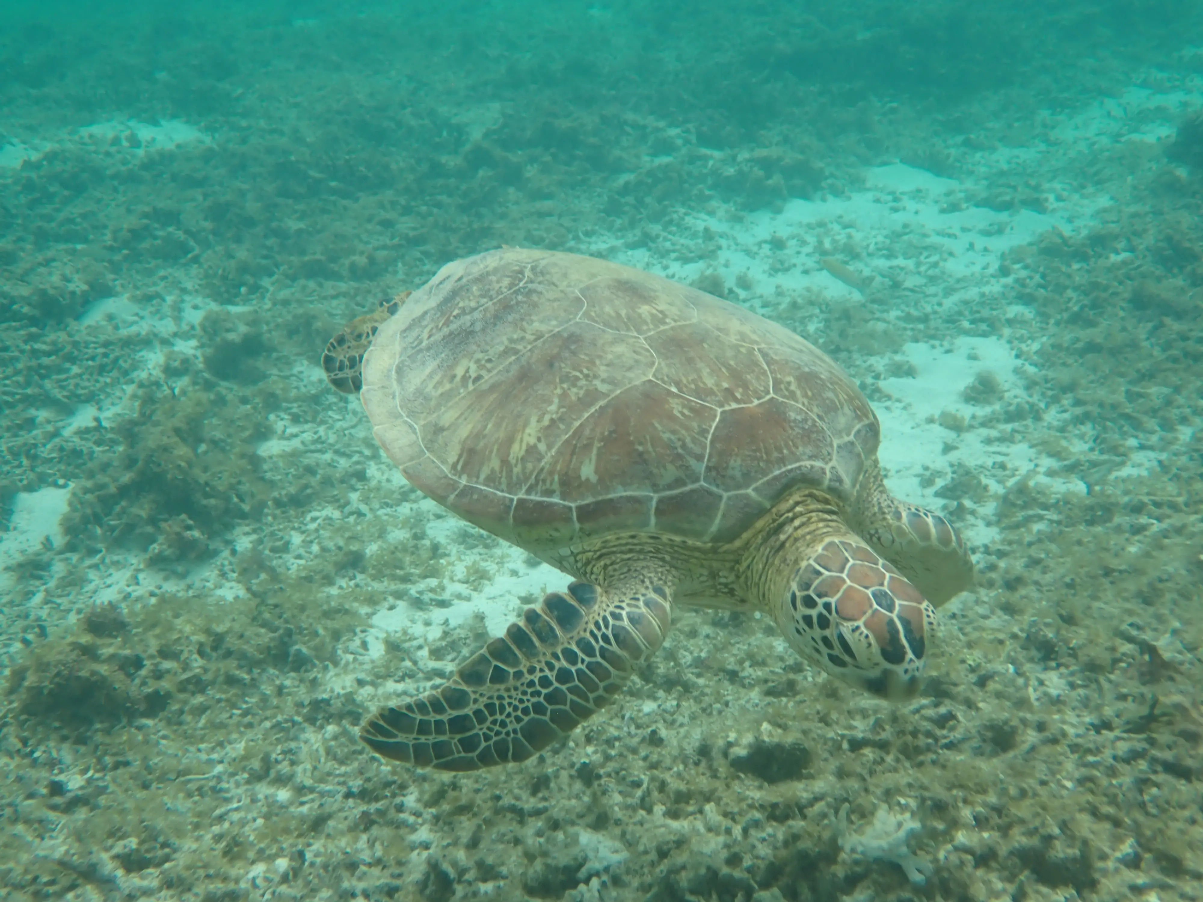 サンゴ礁を含む、世界の熱帯~亜熱帯の海に生息するアオウミガメ。産卵する海岸の砂の温度で生まれてくるオスとメスの性別が決まります。実際、オーストラリアのグレートバリアリーフなど世界各地では、産まれてくる仔ガメがメスに大きく偏る現象がすでに発生しています。気候変動はサンゴだけでなく、こうした海に生息する多様な野生生物にも、深刻な影響を及ぼしています。