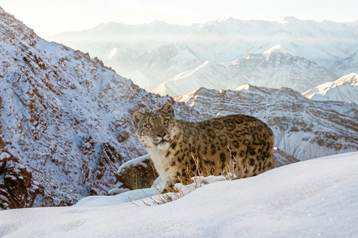 例えばユキヒョウは、地球温暖化による高山の環境の変化によって個体数が減少していると報告されています。