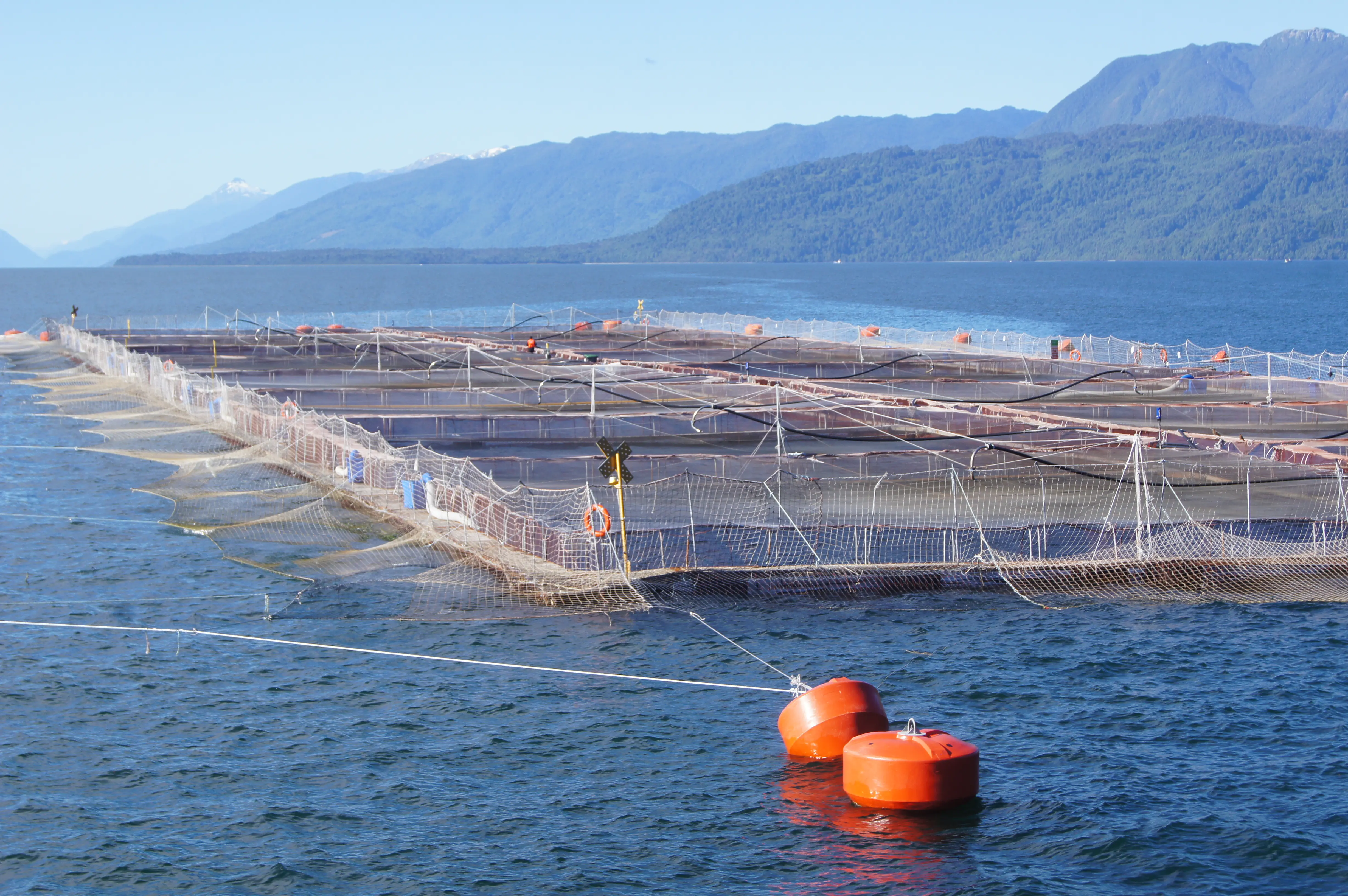 チリのサーモン養殖場。日本で消費されるサーモンはその多くが輸入で、サケ・マス類の輸入量の約6割がチリ産です。そのため日本のサーモン消費は、オタリアの駆除をはじめチリでの養殖に関わる問題と深くつながっています。