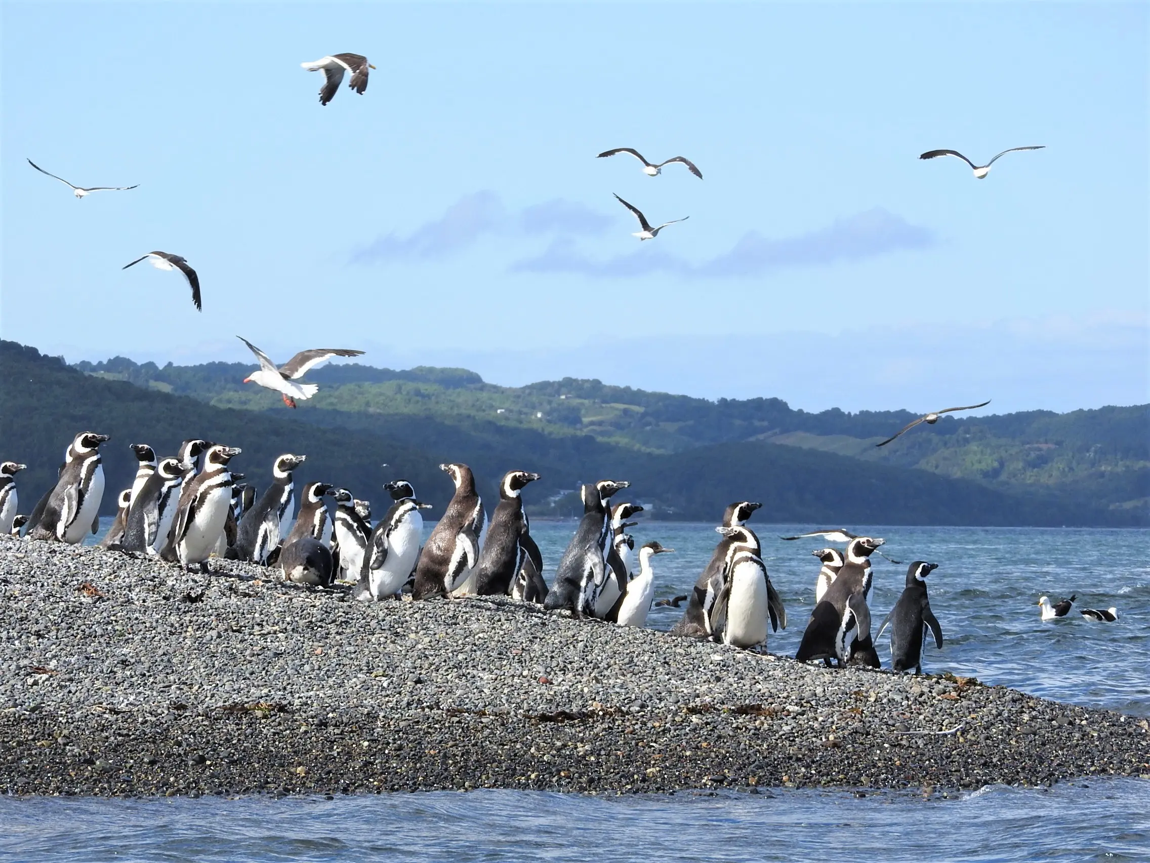 ペンギンは、オスがメスに対して鳴き声で自己アピールをして求愛をします。つがい(夫婦)になると、多くの場合1回の繁殖で卵を2個産み、最終的にはそのうちの1羽のみを育てます。