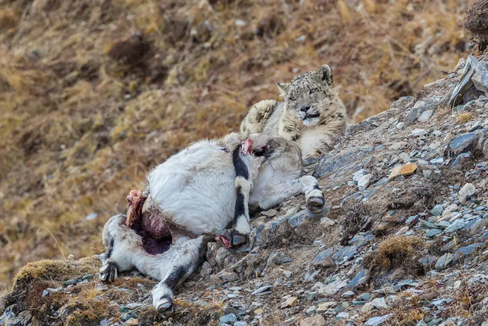 ユキヒョウ Panthera unciaの本来の獲物は、ブルーシープなど野生の草食動物です。