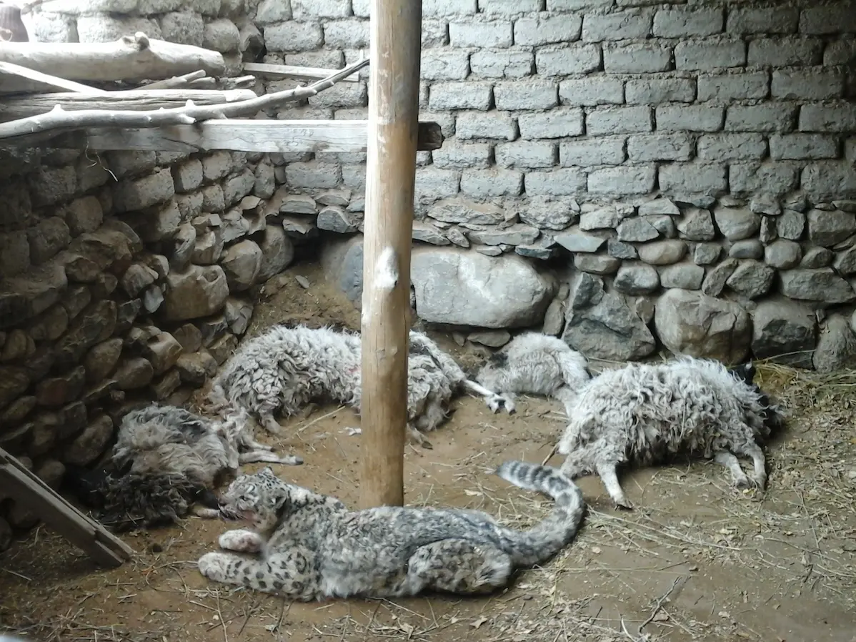 ユキヒョウと殺された家畜