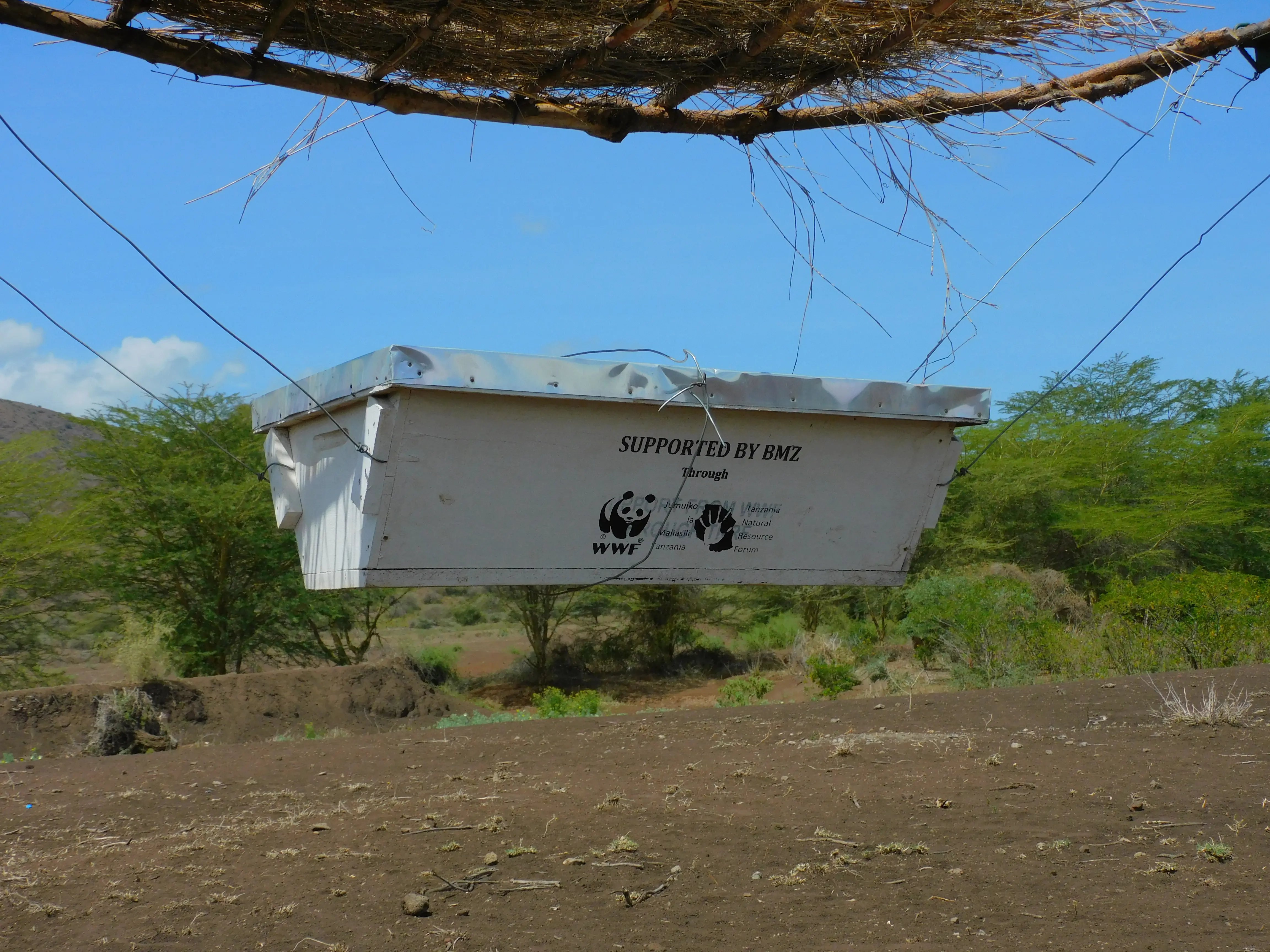 WWFタンザニアが実施するアフリカゾウ保全プロジェクトで設置したBeehiveフェンス。一部の対象地域では、2023年の1年間に農作物被害が78%も減少しました。中にいるミツバチの数が多いと、効果も上がることが分かっています。現在はアジアでもこの手法は使われていて、アフリカとアジア各地での設置場所は97カ所におよぶといいます。