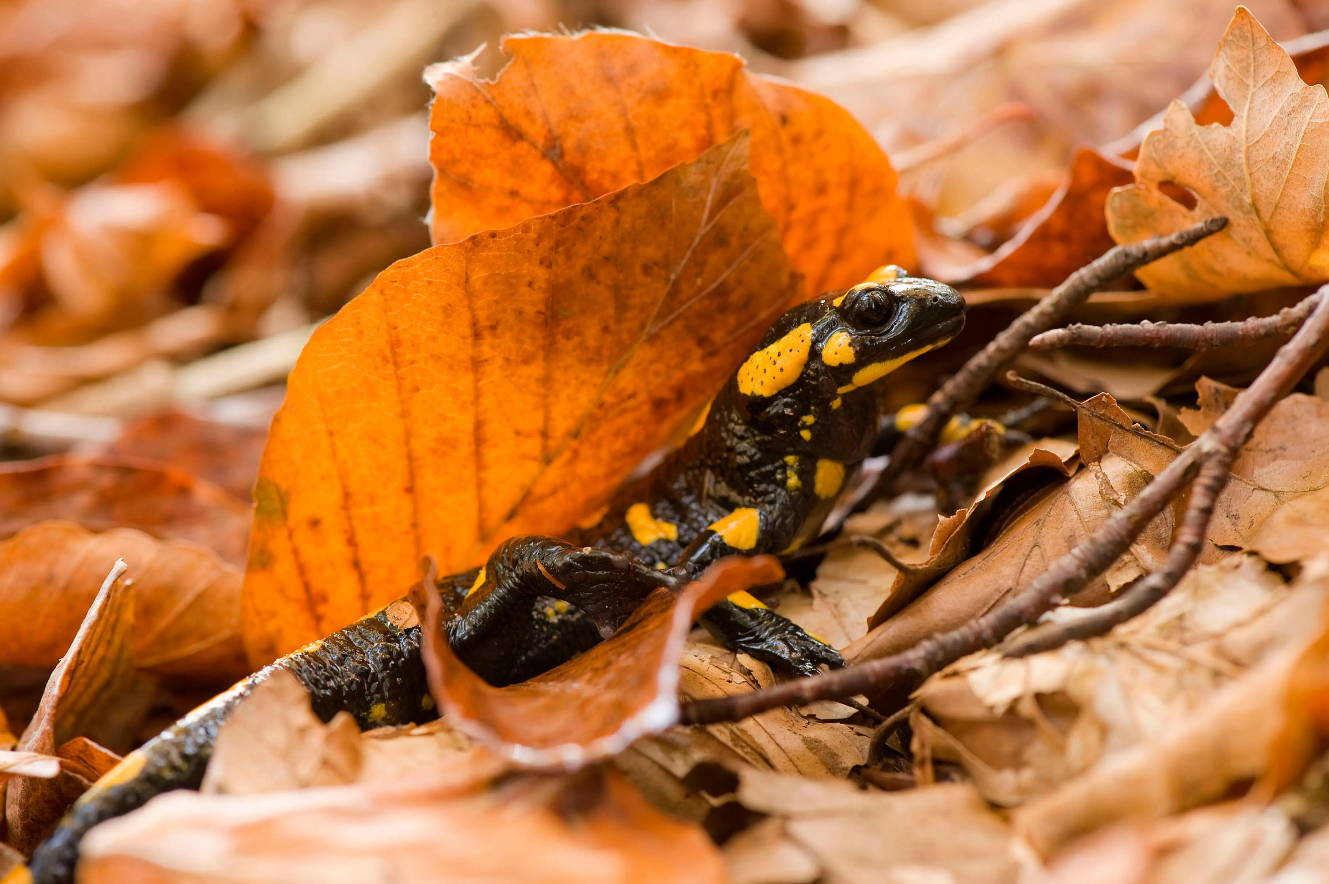 ファイアサラマンダー(Salamandra salamandra)。IUCN レッドリストで危急種(VU)。「捕獲」が種の存続の脅威の一つ。