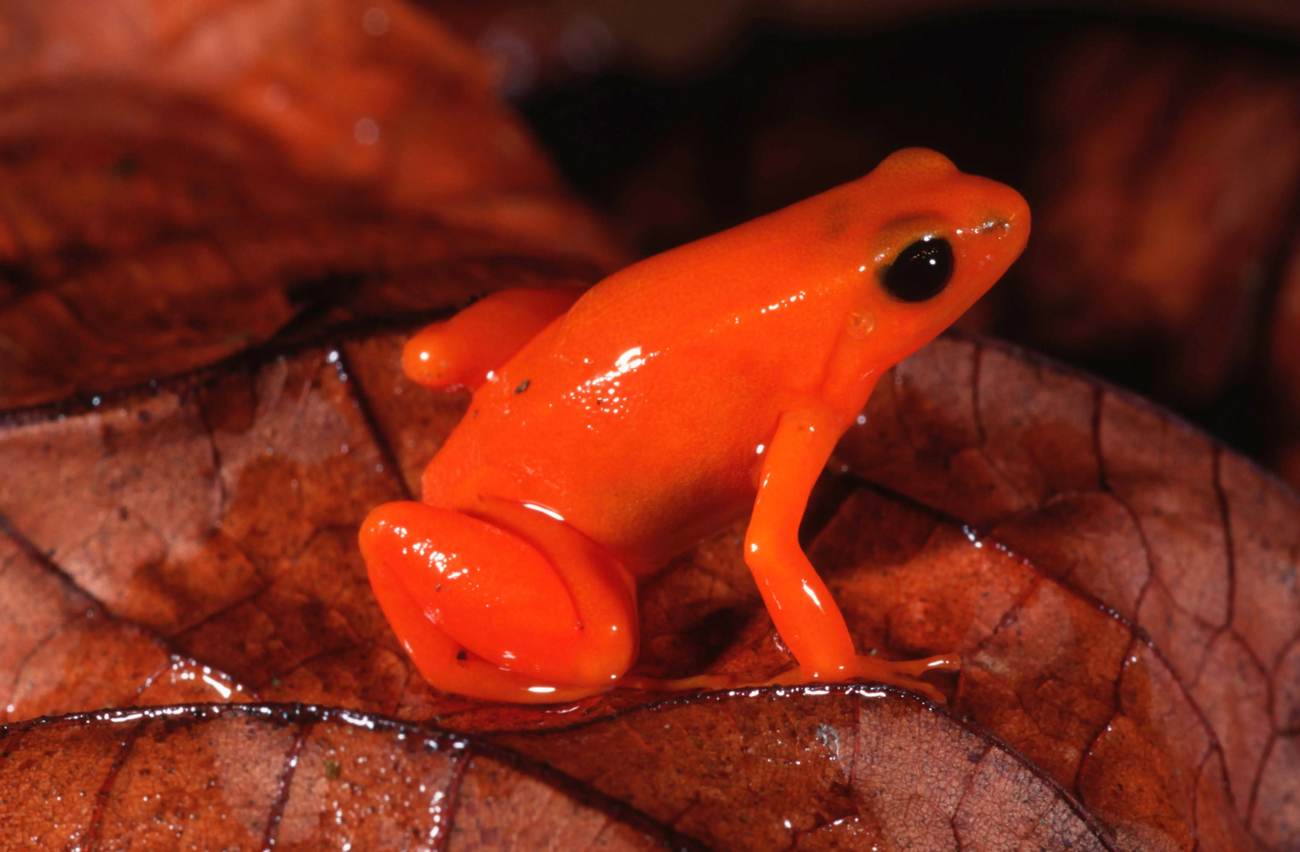 キンイロアデガエル(Mantella aurantiaca )。IUCN レッドリストでは絶滅危惧種(EN)、ワシントン条約附属書Ⅱ。個体数が減少傾向にある。今回のBtoCプラットフォームの実態調査の中でも販売広告を確認している。