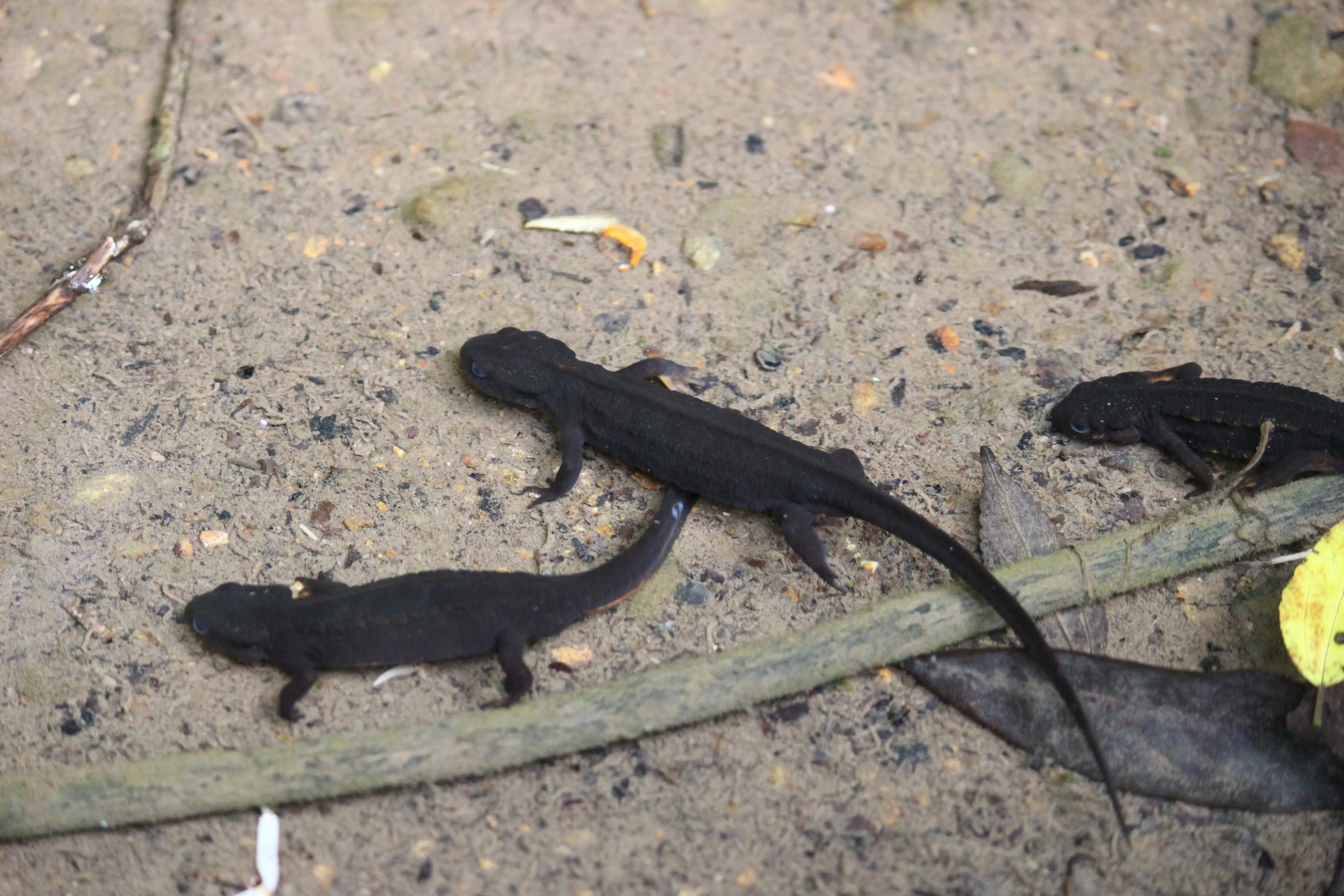 シリケンイモリ(Cynops ensicauda)。IUCN のレッドリストで危急種(VU)、環境省のレッドリストでは準絶滅危惧種(NT)。環境省のレッドリストにおいて「成熟個体の乱獲」が脅威の一つであることが指摘されている中、イモリブームをきっかけにオンライン取引が増加したと考えられる。その生息地の一つである奄美大島では、生息地の池からシリケンイモリがある日忽然と姿を消すといった例や、島外へ輸送される貨物として数百頭単位で持ち出される事例も確認されている。