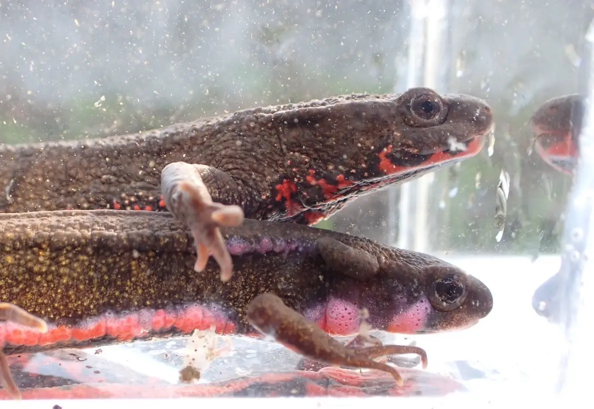 アカハライモリ(Cynops pyrrhogaster)。IUCN のレッドリスト及び環境省のレッドリストでそれぞれNT(近危急種、準絶滅危惧種)に選定されている。分析の結果、在来種で一番多くの出品が確認され、そのうち34%には由来の記載が欠如していた。