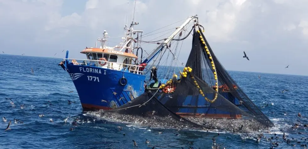 小型浮魚類を漁獲する漁船に集まる海鳥。こうした野生生物が誤って漁網にかかってしまう「混獲」の状況を調査し、対策を行なうことも重要な課題のひとつです。