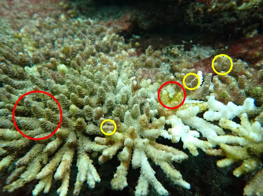 水深3メートル地点では、サンゴが一部白化し、死んだあとの骨格の上に藻が生えているものも確認されました。(黄色で囲った部分:ポリプがあり生きているサンゴ、赤丸で囲った部分:死んで藻が生えているサンゴ)