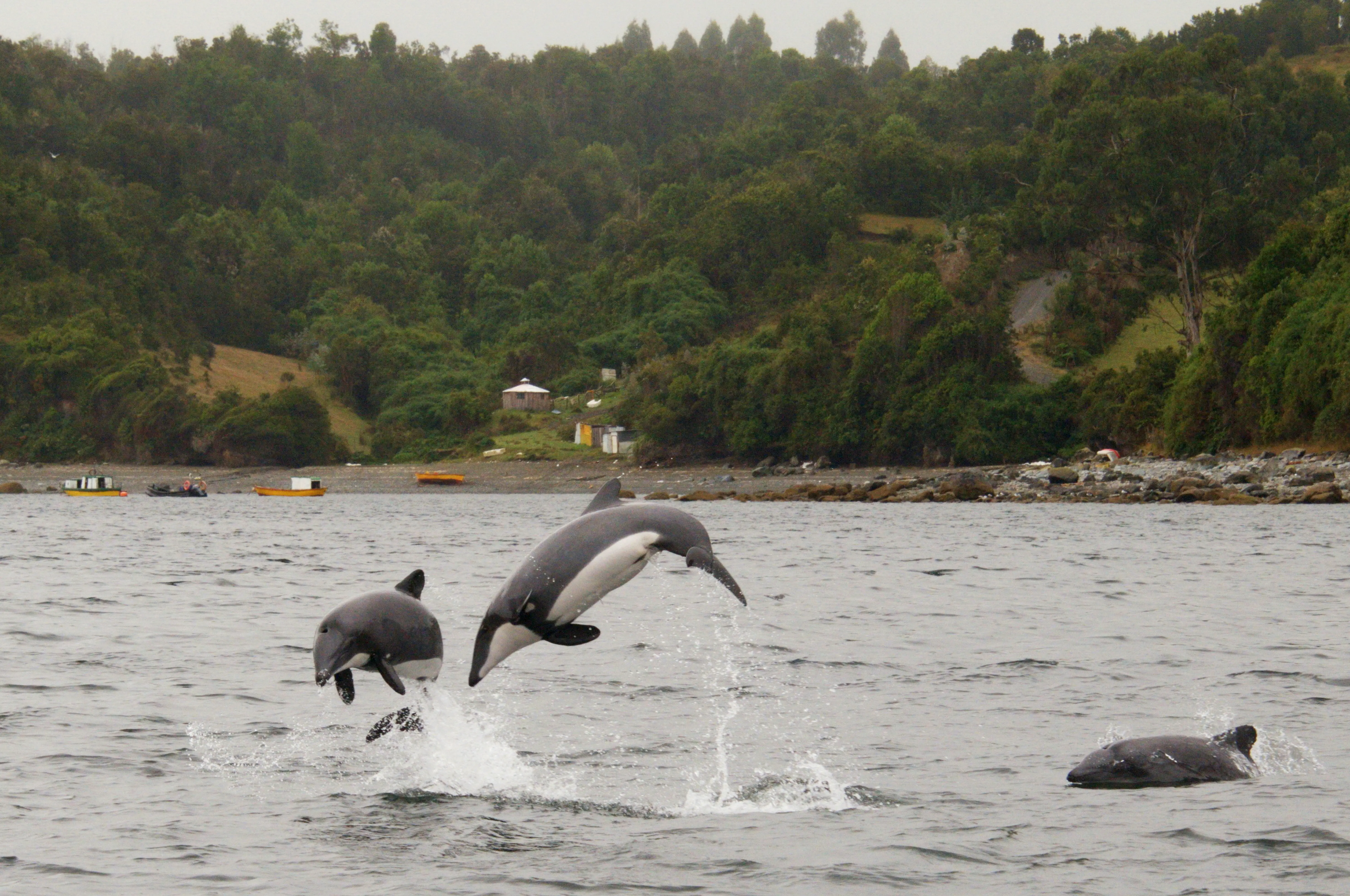 チリイルカ(Cephalorhynchus eutropia)。別名ハラジロイルカともいいます。WWFの取り組み開始以前は、ほとんど調査が行なわれておらず、その生態や個体数もはっきりとわかっていませんでした。