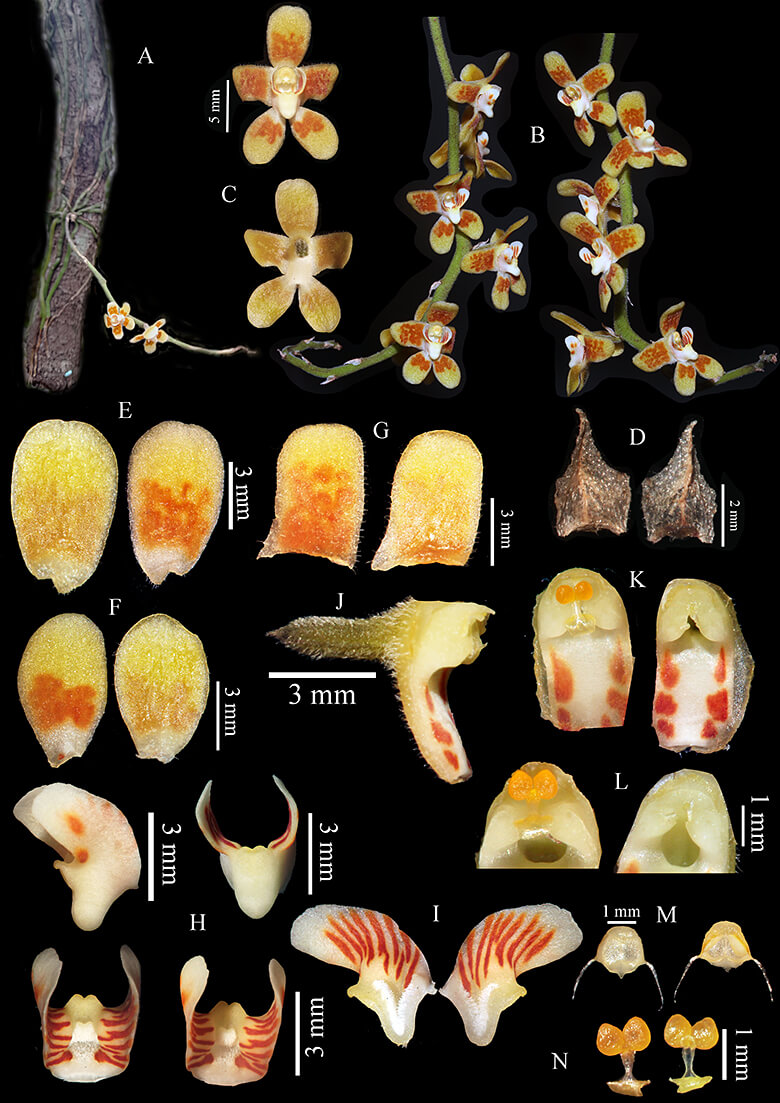 今回ベトナムで発見されたランの一種。こうした種が野生の生息域ではなく、取引の現場で発見され、新種として知られるケースもあります。