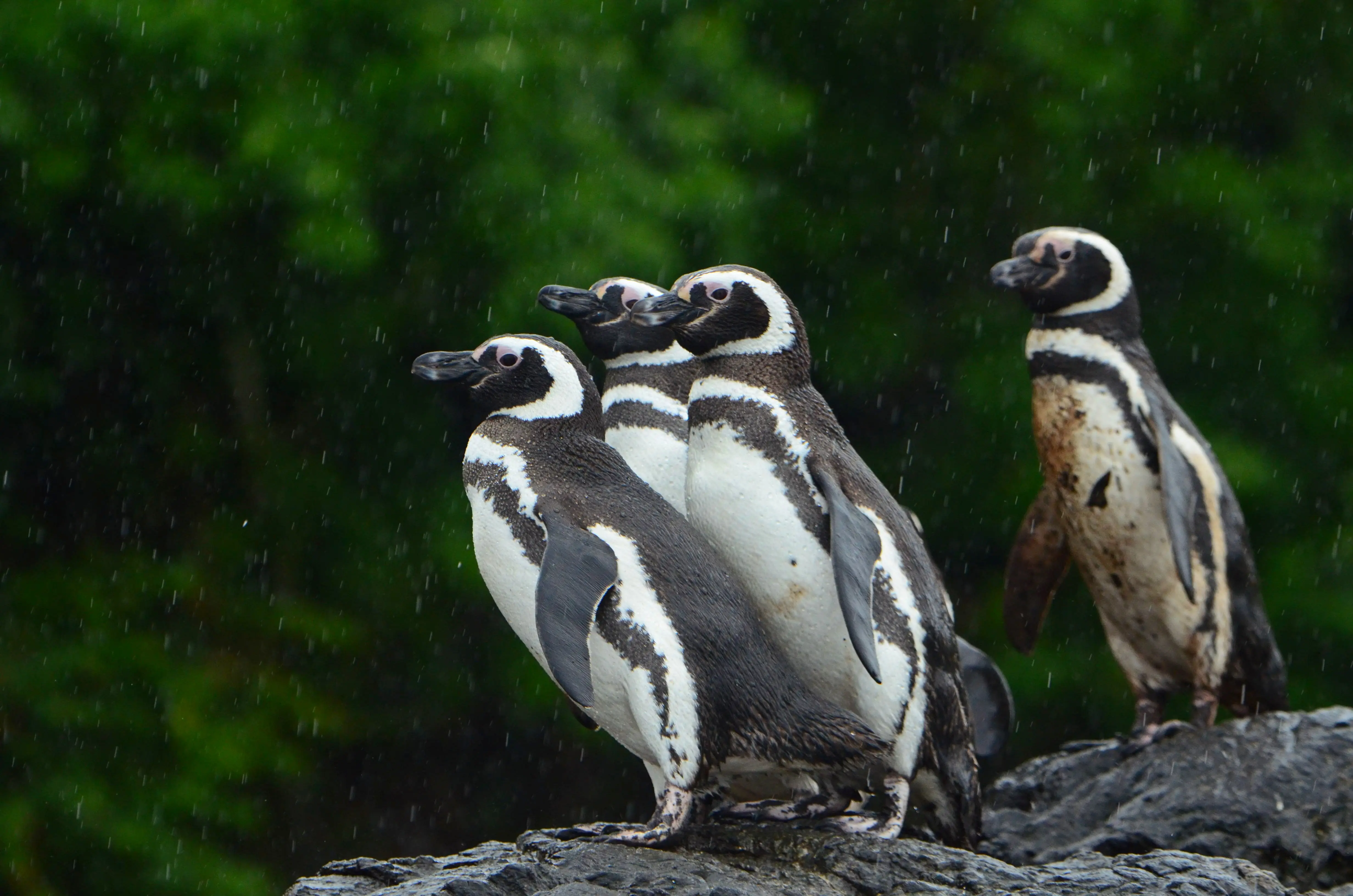 マゼランペンギン。ピティパレーナ・アニーウェ海洋保護区では、ペンギンなどの海鳥や鯨類をはじめ、さまざまな生きものが生息しています。