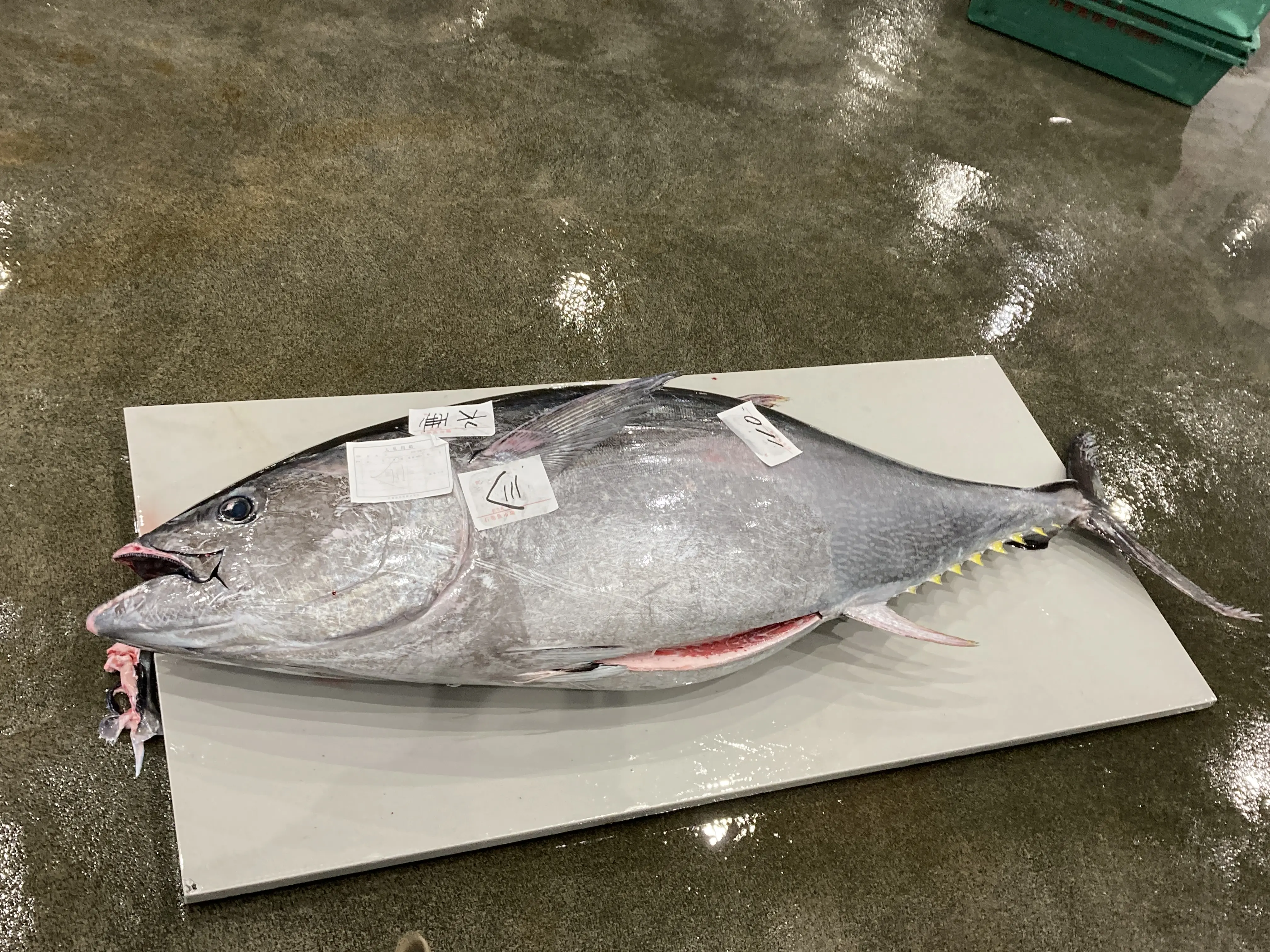 定置網で漁獲された太平洋クロマグロ。近年の資源量増加にともない、定置網でも大型個体の漁獲が増加しています。