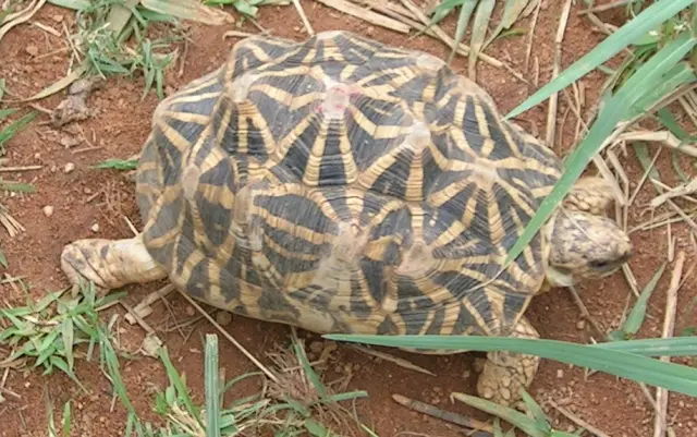 インドホシガメGeochelone elegansは、ペットとして人気のあるリクガメです。2002年にTRAFFICが行なった国内の市場調査では、対象としたペットショップの93.8%で販売されていました。現在日本では、種の保存法※3に則って登録された個体のみ、売買や譲受ができます。