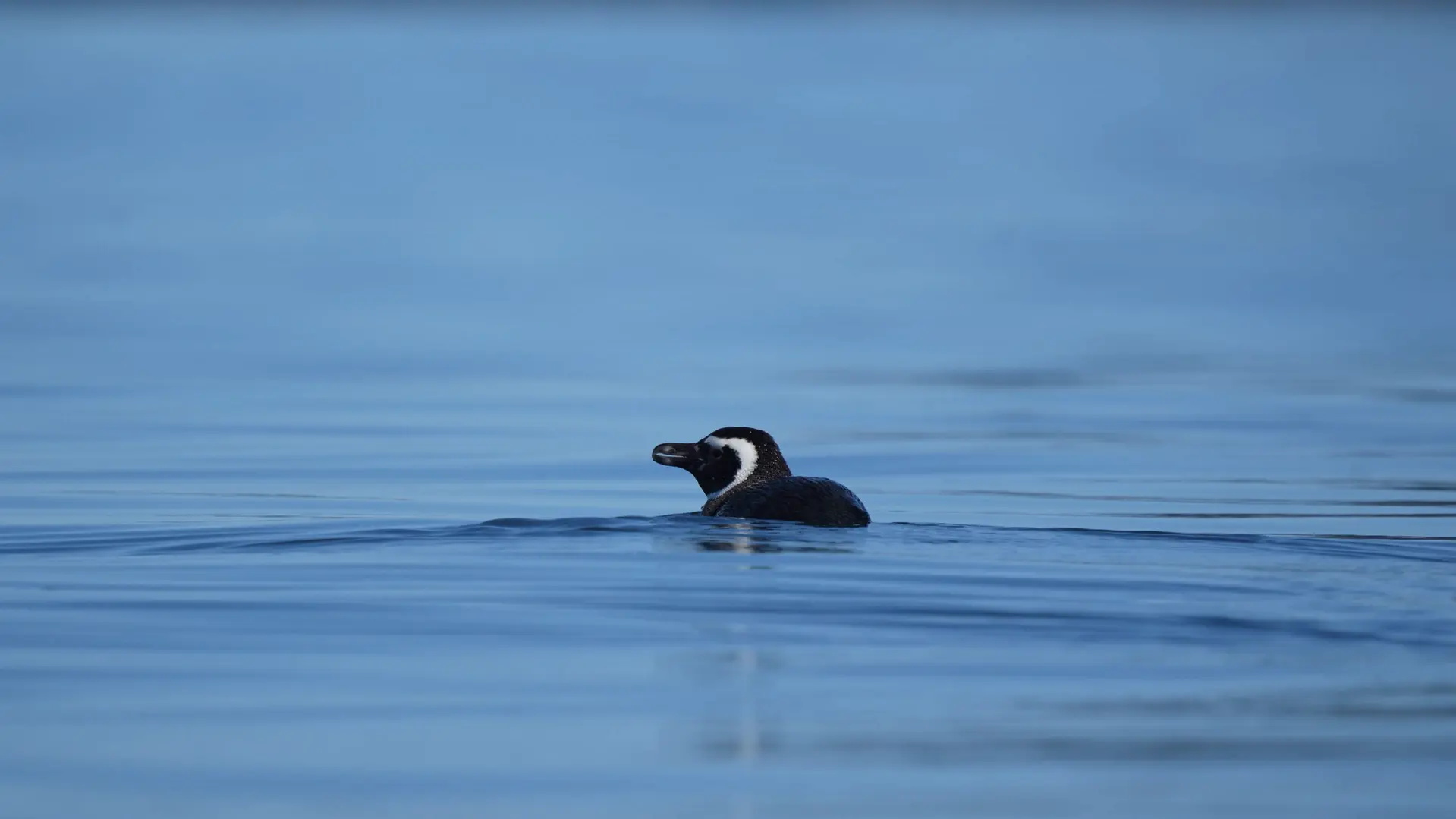 マゼランペンギン(Spheniscus magellanicus)。体長70センチメートル程で、胸と首のあたりに二本の黒い帯があることが特徴です。チリを含む南米大陸南部の沿岸で繁殖しています。
