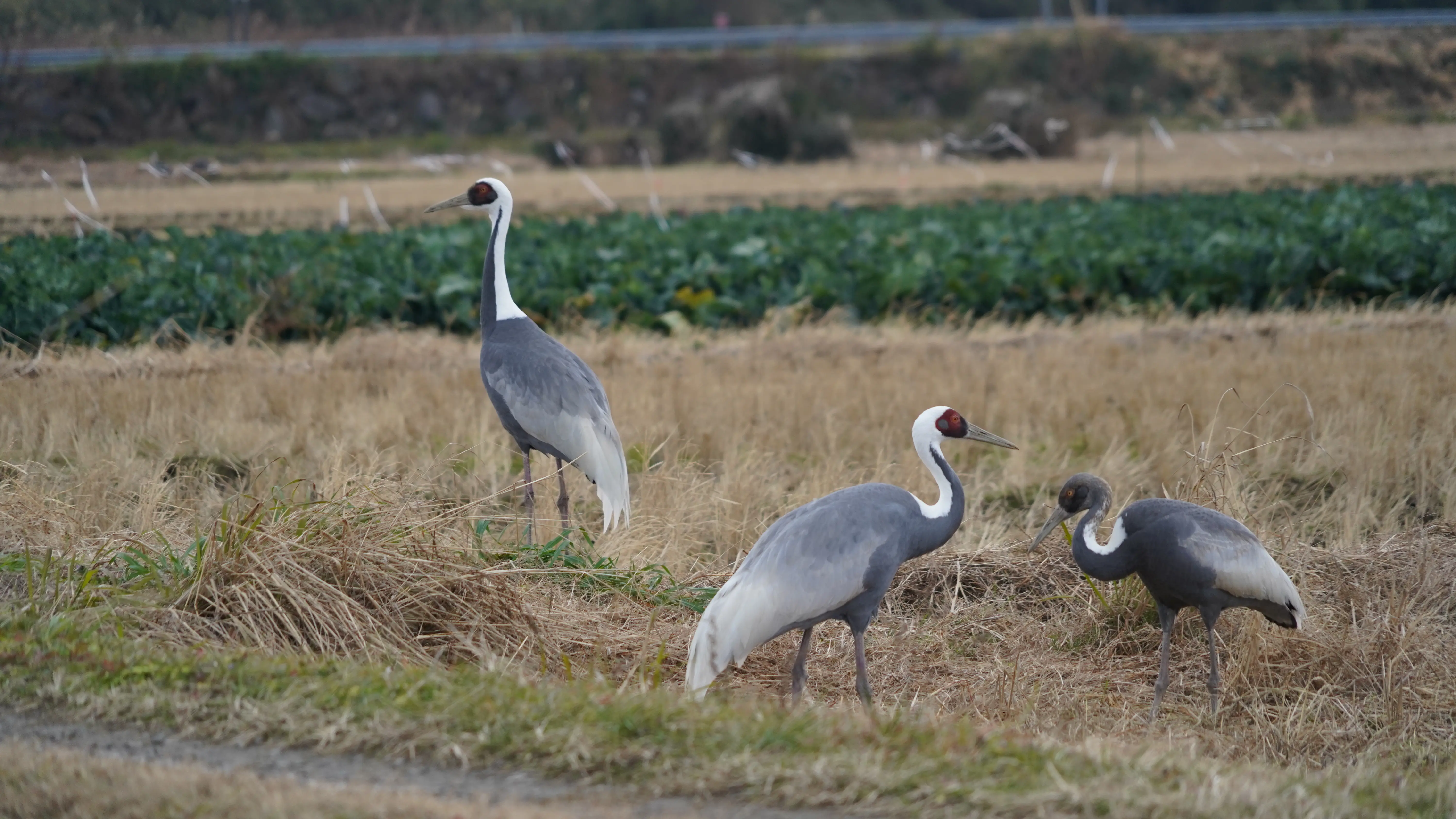 採食するマナヅル。夏はシベリアやモンゴルの繁殖地で過ごし、冬は日本に飛来して田んぼで落穂などを食べています。