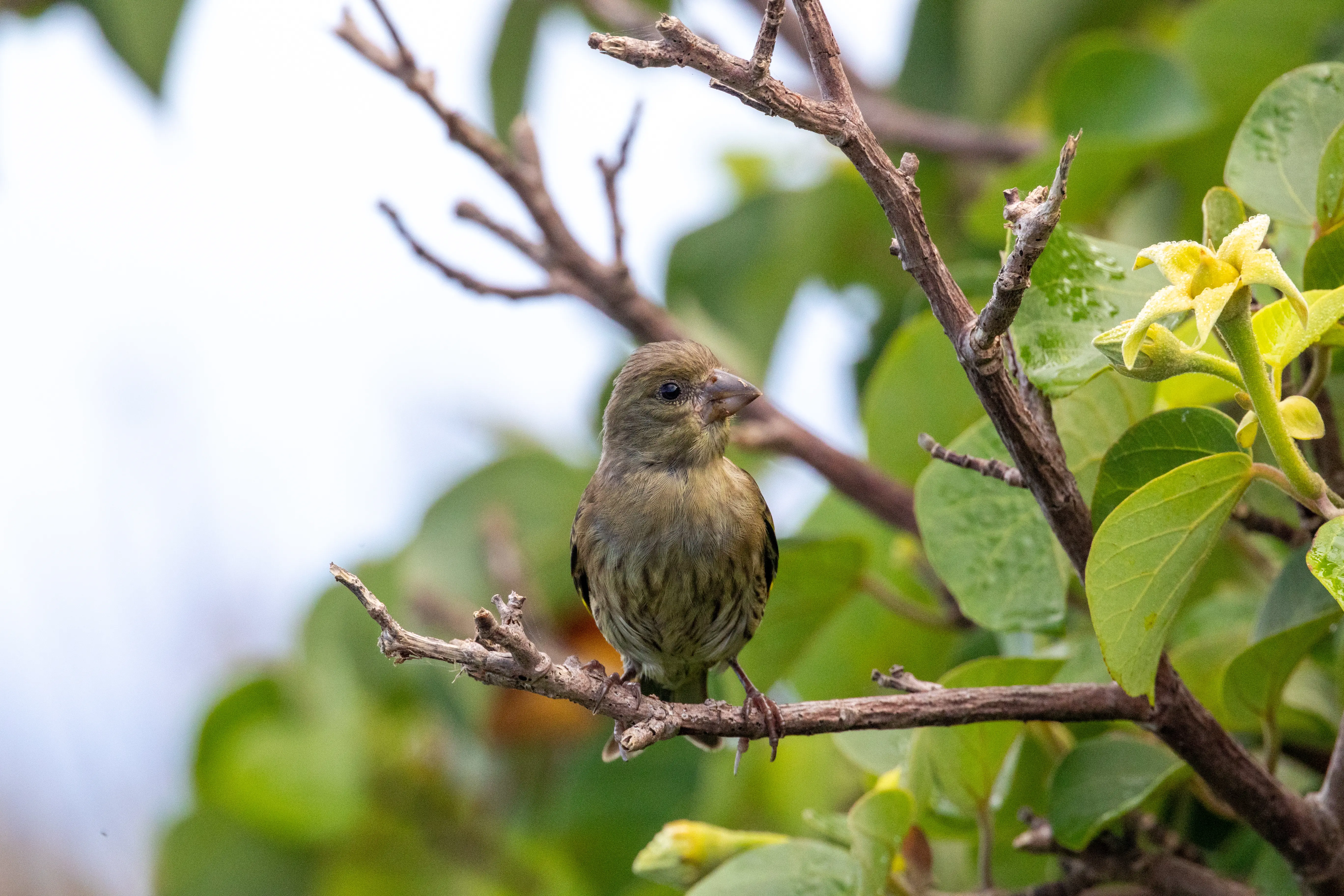 オガサワラカワラヒワ(Chloris kittlitzi)の幼鳥。本種は、これまで東アジアに広く生息するカワラヒワ(Chloris sinica)の亜種と認識されていましたが、近年、独立種であることが分かりました。「種の保存法」で国内希少野生動植物種として保護され、保護増殖計画も立てられています。