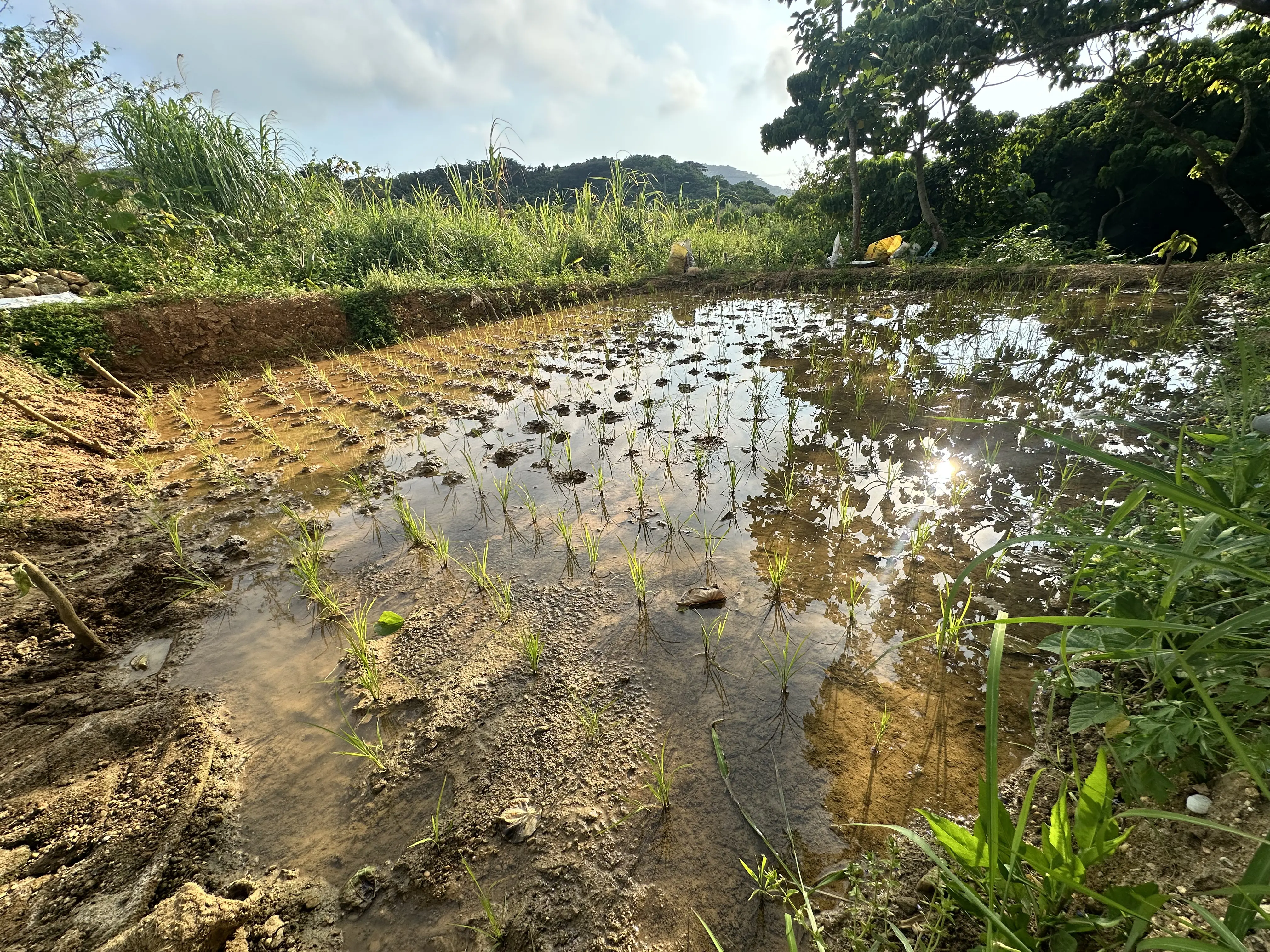 石垣島でカンムリワシの舞う農園作りを進めている「あやぱに農園」内の水田。昨冬には、この水田周辺でカンムリワシの幼鳥の生息が確認された。