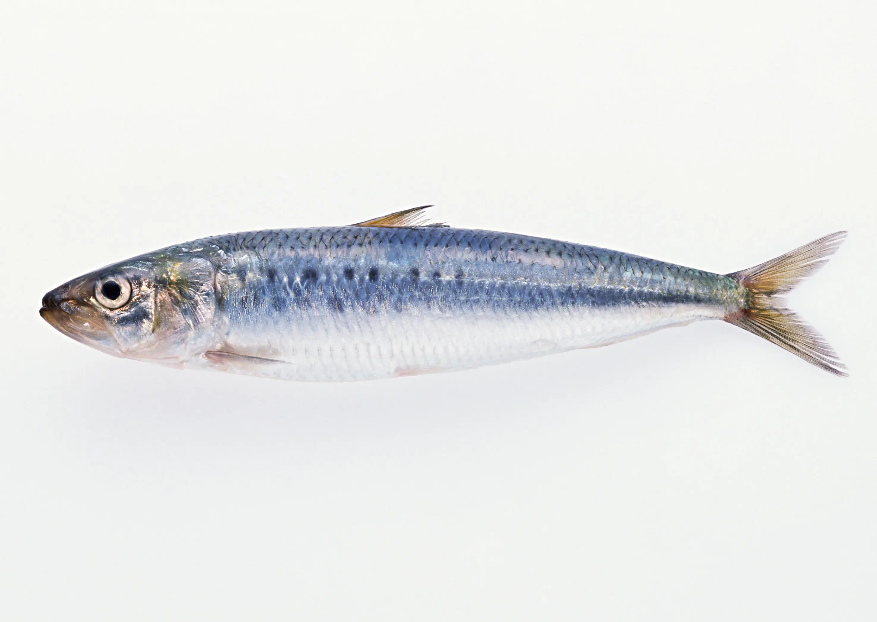 マイワシは、刺身、塩焼き、煮つけ、缶詰などで食べられるほか、養殖の餌としても使用されています。
