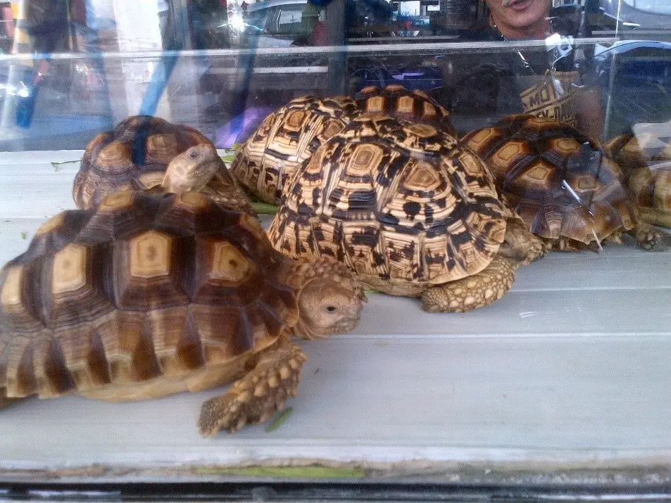 タイで販売されていたケヅメリクガメ(Centrochelys sulcata)とヒョウモンリクガメ(Stigmochelys pardalis)。リクガメは、カメ目の中のリクガメ科というグループに属するカメの総称です。世界各地に生息していますが、日本には生息していません。ホウシャガメ、インドホシガメ、クモノスガメ、パンケーキガメなど日本でもペットとして人気の高い種が含まれます。