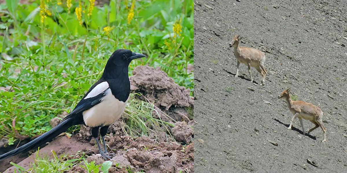 西ヒマラヤのカササギ。近くでは、ユキヒョウの獲物となる草食獣のウリアル(右)の姿も見られました。カササギはユーラシア大陸に広く生息するカラス科の鳥で、日本には安土桃山時代に持ち込まれたといわれています。