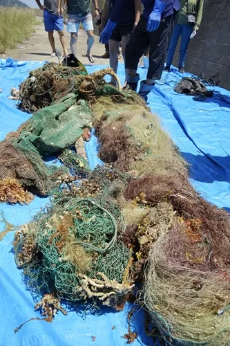 (引き上げ後)<br>複数の漁網が絡み合って、海藻類が付着し、エビやカニ、サンゴなどが引っかかっている。