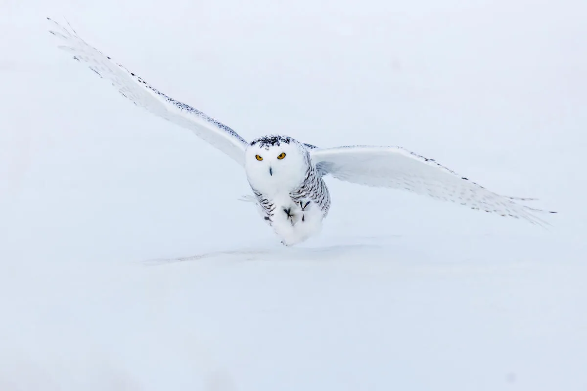 シロフクロウ(Bubo scandiacus)。「危急種」とは野生で高い絶滅のリスクに直面していると考えられる種のこと。シロフクロウは剥製や食料用として狩猟されたほか、車や飛行機への衝突、気候変動による獲物の減少などさまざまな原因により個体数が減少しています。
