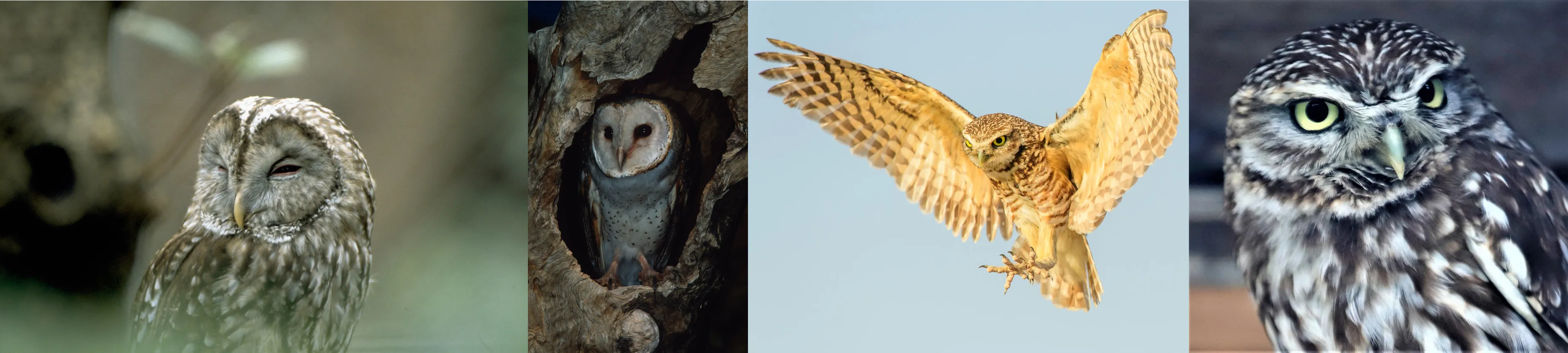 左からフクロウ(Strix uralensis)© WWF-Japan / Mima Junkichi、メンフクロウ(Tyto alba)© Martin Harvey / WWF、アナホリフクロウ(Athene cunicularia)© Ly Dang、コキンメフクロウ(Athene noctua)© Kari Schnellmann。