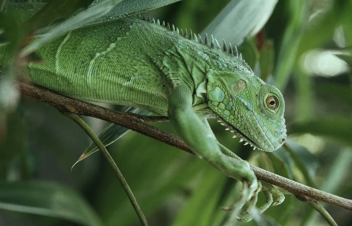 グリーンイグアナ(Iguana iguana)。台湾では2015年に輸入が禁止され、飼育には登録が必要、さらに繁殖は禁止というルールが設けられました。しかし、日本では飼育や繁殖に関する規制はなく、だれでもペットとして飼育することが可能です。