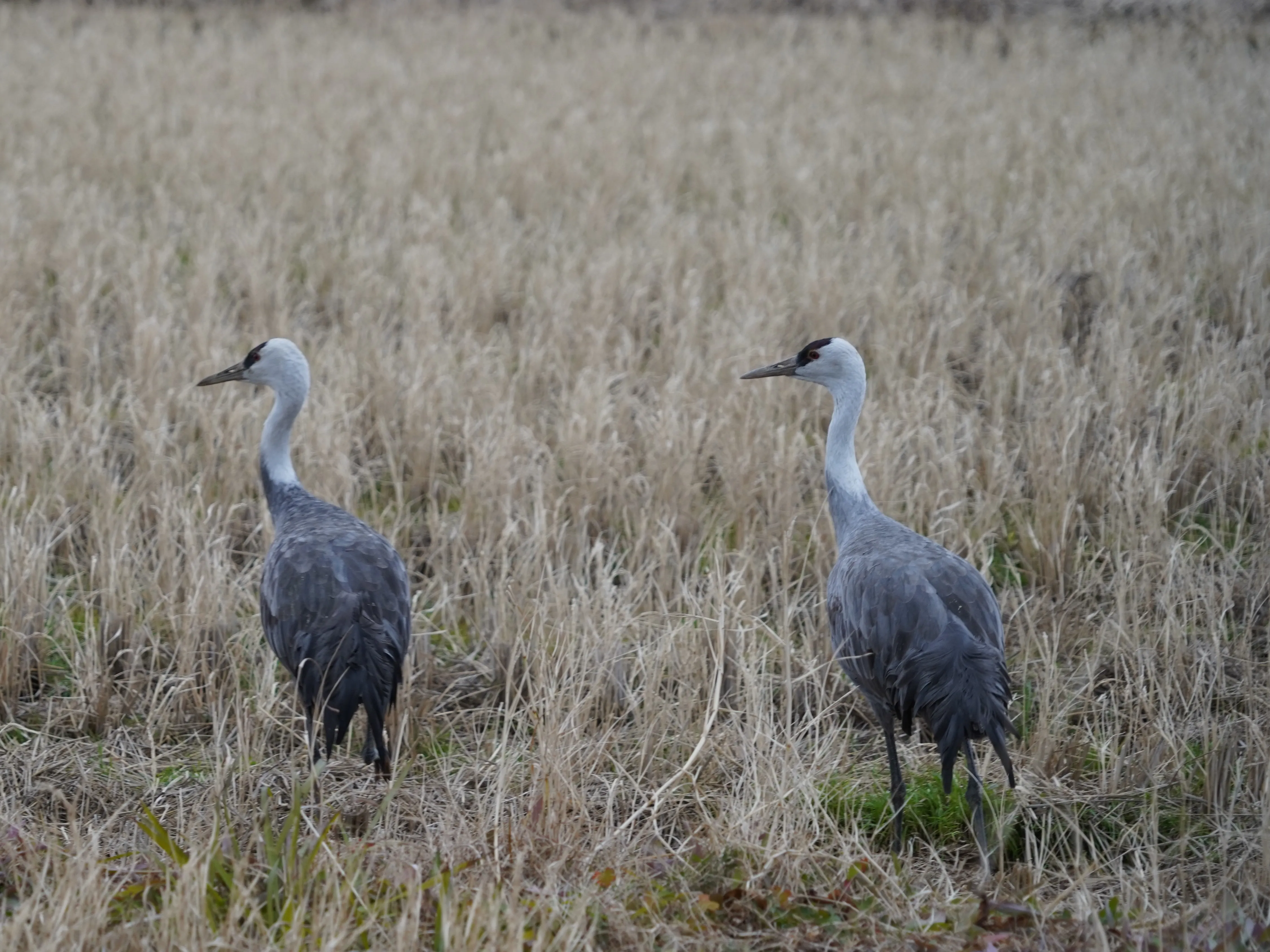 ナベヅル:IUCNレッドリストでは「VU(危急種)」。マナヅルと共に、冬を日本で過ごす渡り鳥です。