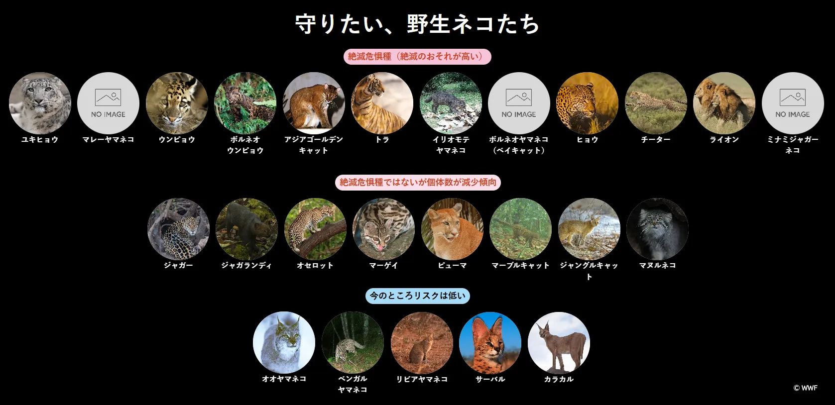 WWFの保全活動エリアに生息している野生のネコ科動物 25種