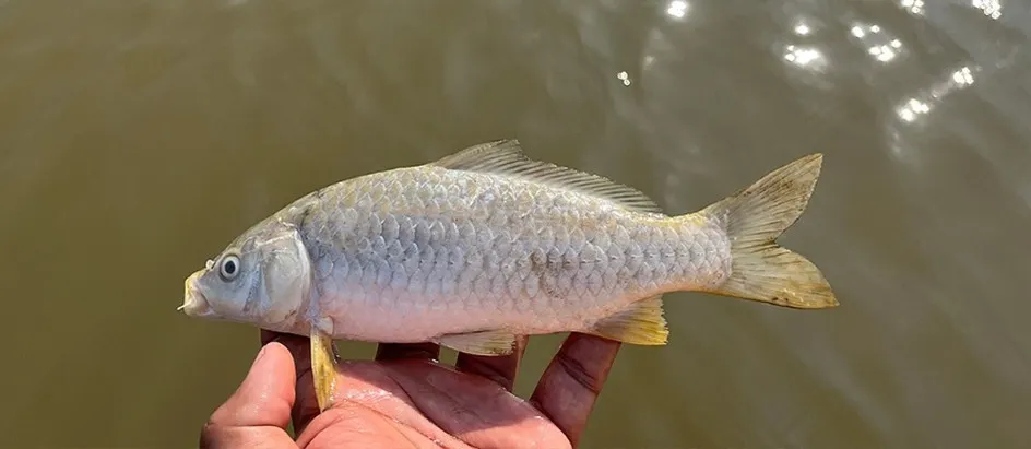 インレー湖の湖面を覆った貝殻と、震災直後の調査で見つかった魚の死骸。水質の悪化が懸念されています。