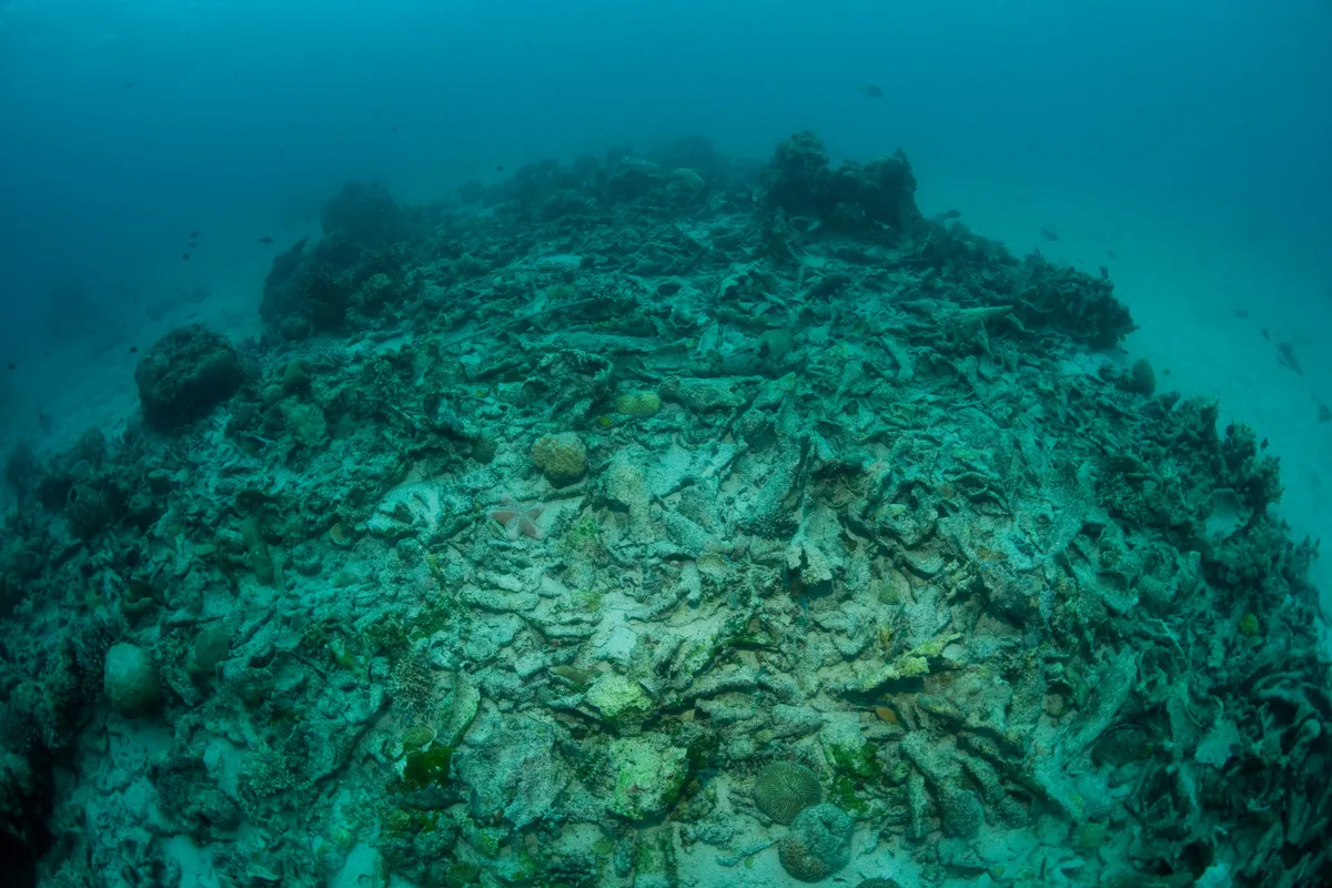 爆破漁業で破壊されたセンポルナ海域のサンゴ礁