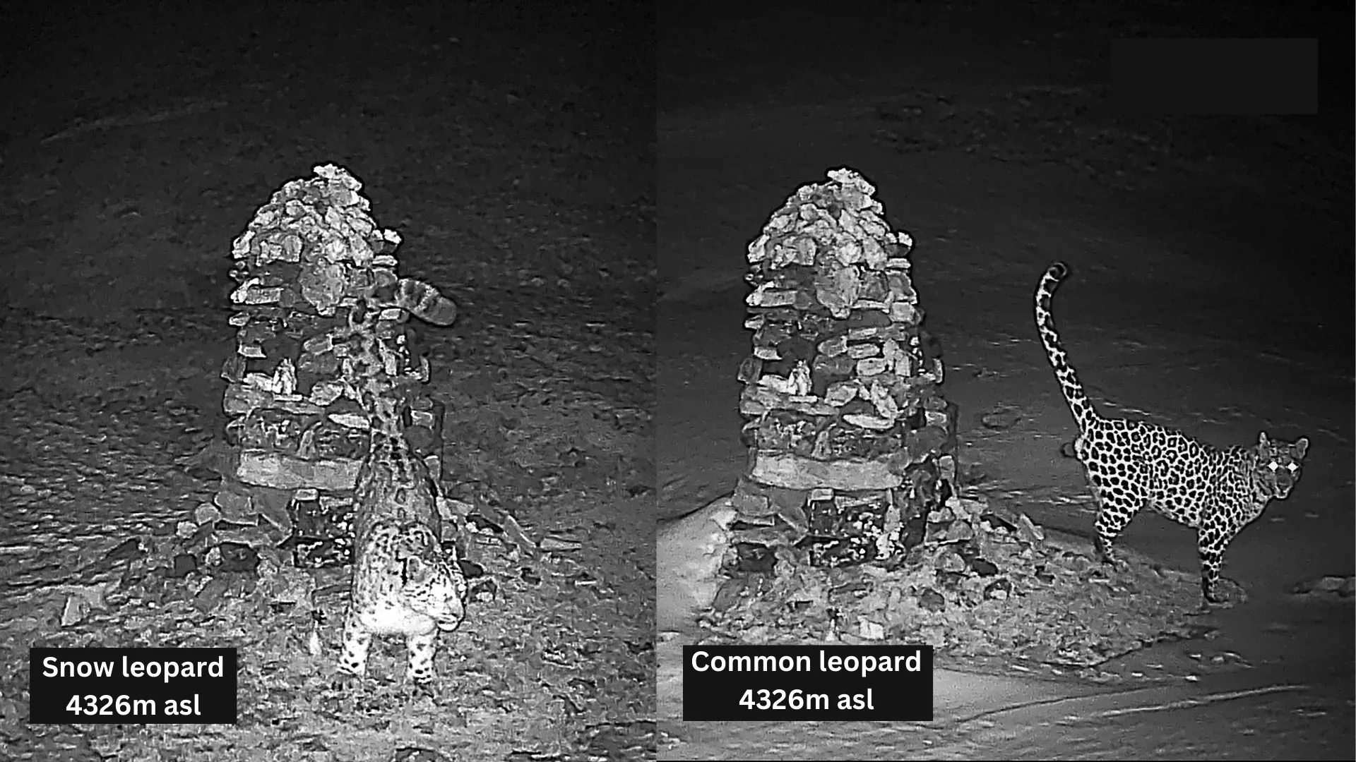 ユキヒョウは、標高6,000m近い場所でも確認されていますが、ヒョウが標高4,326mで確認されたのはインドで初めて、おそらく世界でも最も高い記録でしょう。写真の2頭は同じ場所でスプレー(尿によるマーキング)をしていました。