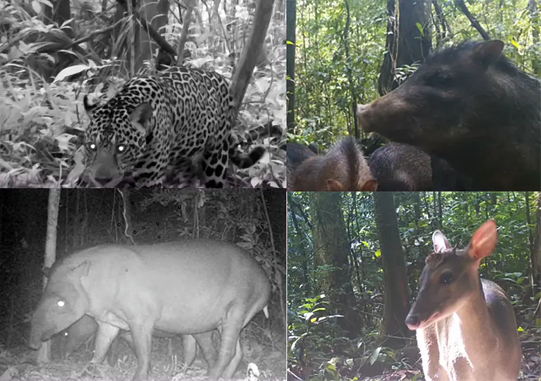カメラトラップを使った調査で撮影されたアマゾン北部の野生動物。左上からジャガー、クチジロペッカリー、左下アメリカバク、マザマジカ