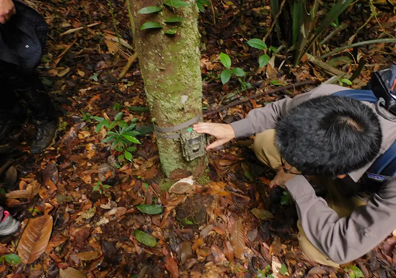 カメラトラップ調査は、森の中に自動カメラを設置して行ないます。カメラの前を野生動物が通ると、自動で撮影が行なわれ、その画像・映像データを収集して分析します。