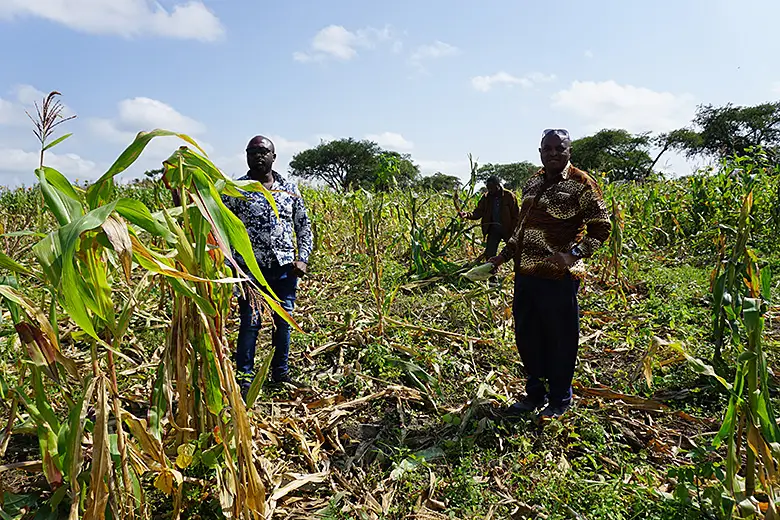 アフリカゾウによって荒らされた農地の様子。