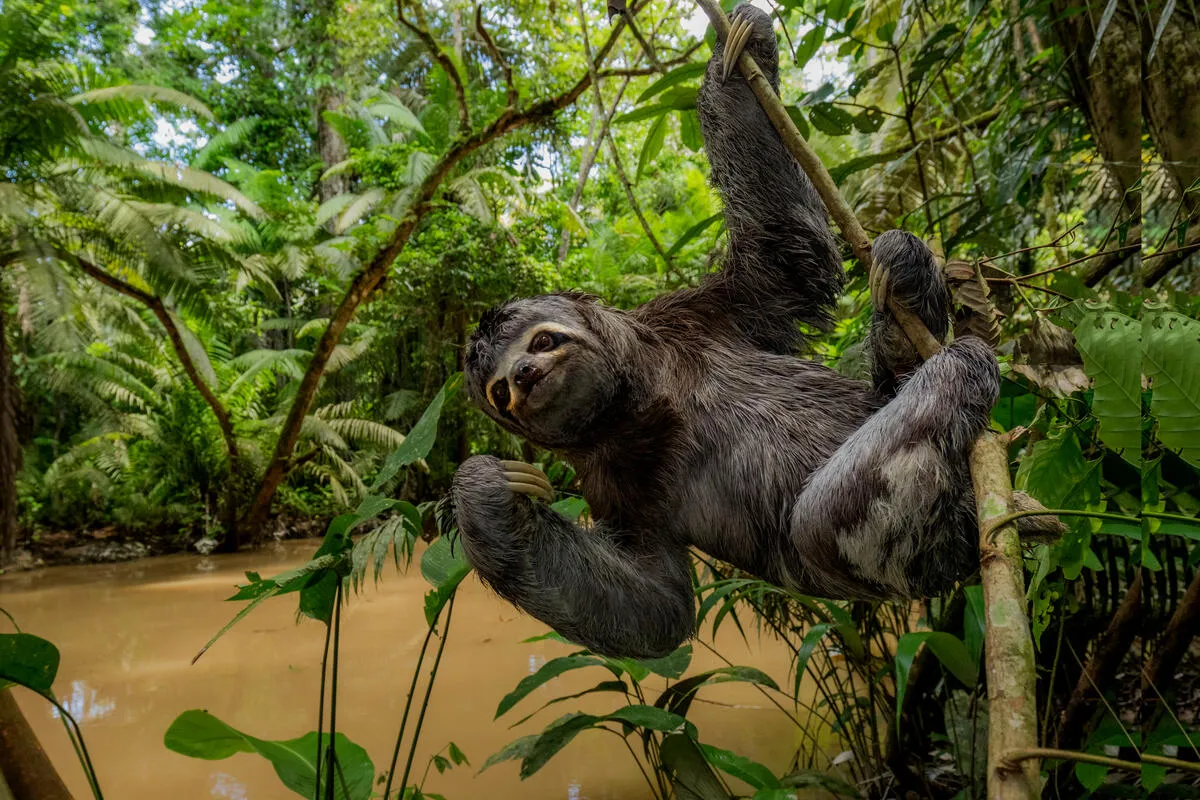 ミユビナマケモノ属のノドチャミユビナマケモノ(Bradypus variegatus)。ワシントン条約(CITES)により輸出入が規制されています。