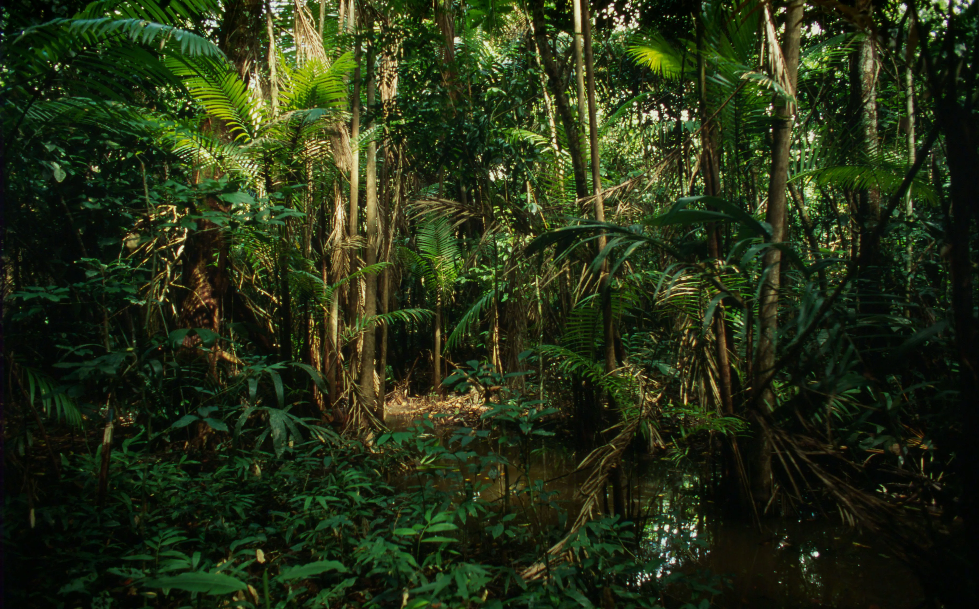 COP30はアマゾン川の河口都市、ブラジルのベレンで開催。写真はベレン周辺の沿岸に育つ、アマゾンのヤシ、アサイー。