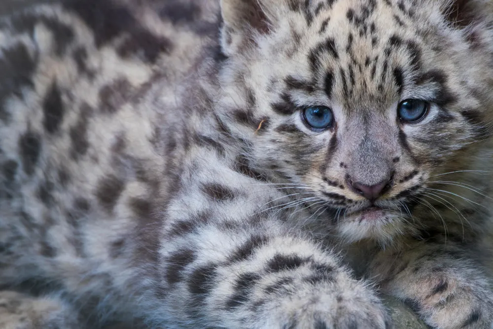 飼育下のユキヒョウの生後三か月の幼獣。他のネコ科動物と同様に虹彩はキトゥンブルーです。この後、虹彩に色素が定着して、成獣の眼の色になります。