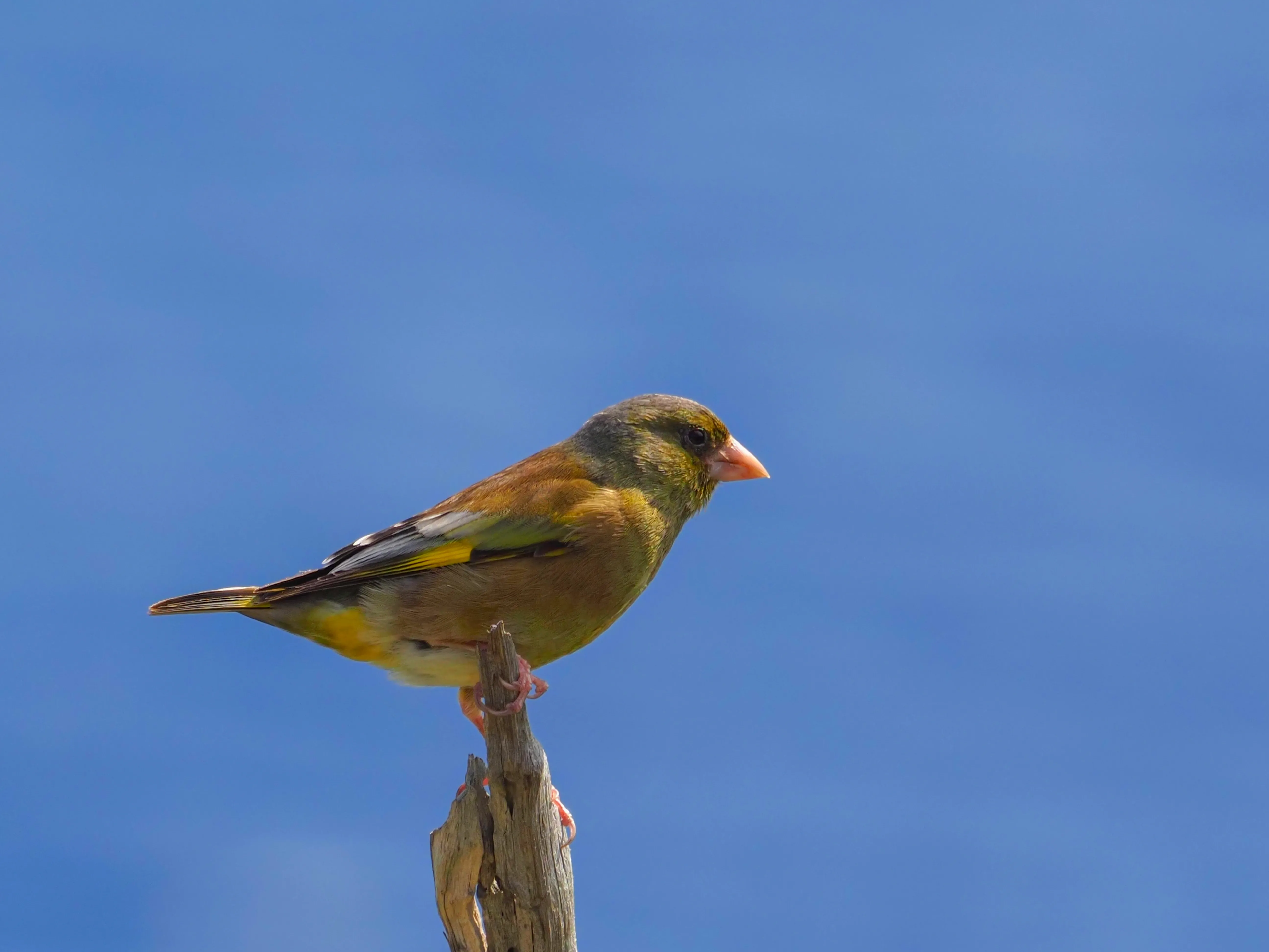 小笠原諸島の固有種オガサワラカワラヒワChloris kittlitziは、IUCNのレッドリスト未掲載ですが、環境省のレッドリストでは、絶滅のおそれが最も高い絶滅危惧ⅠA類 (CR)とされています。小笠原のNPOや東京都、環境省による域外保全活動が行なわれていて、今年、6羽の雛が巣立ちしました。
