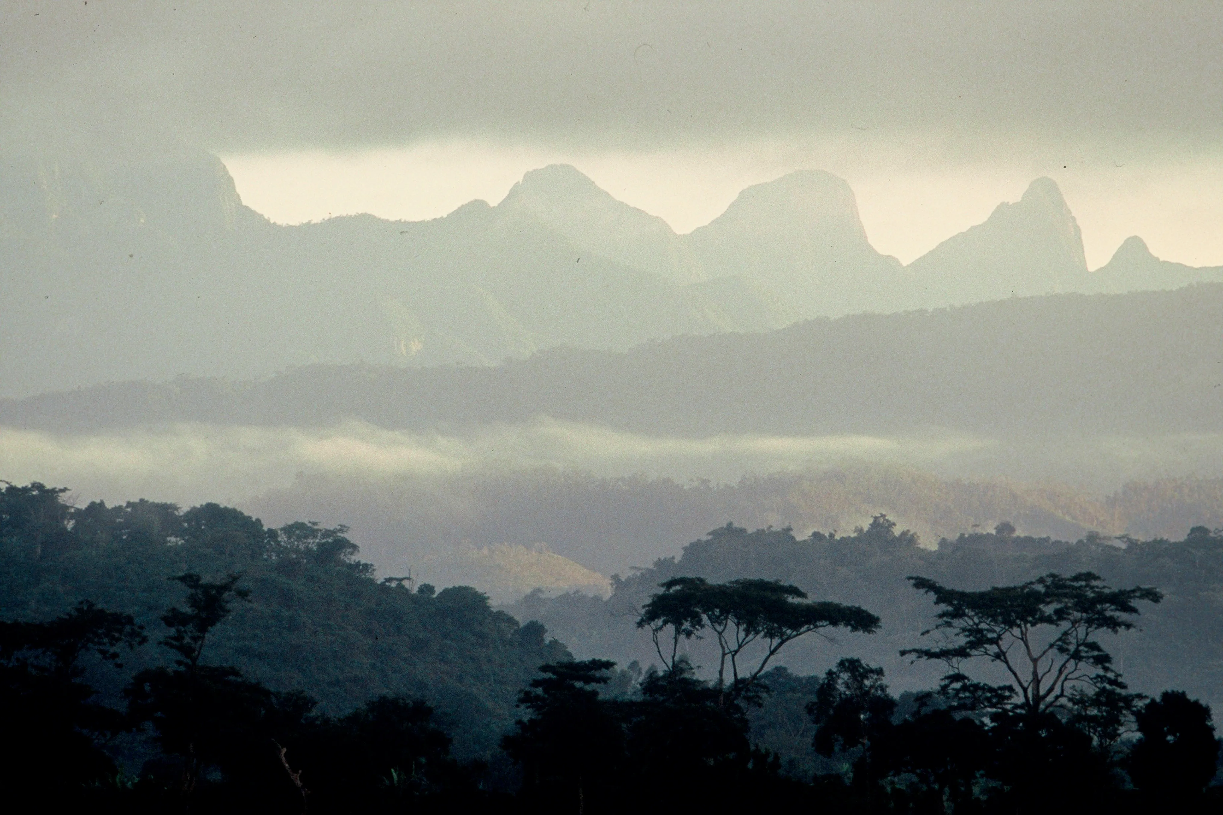 マダガスカル、マロジェジ国立公園の熱帯雨林。マダガスカルは世界の中でも森林破壊が極めて深刻な国の一つです。