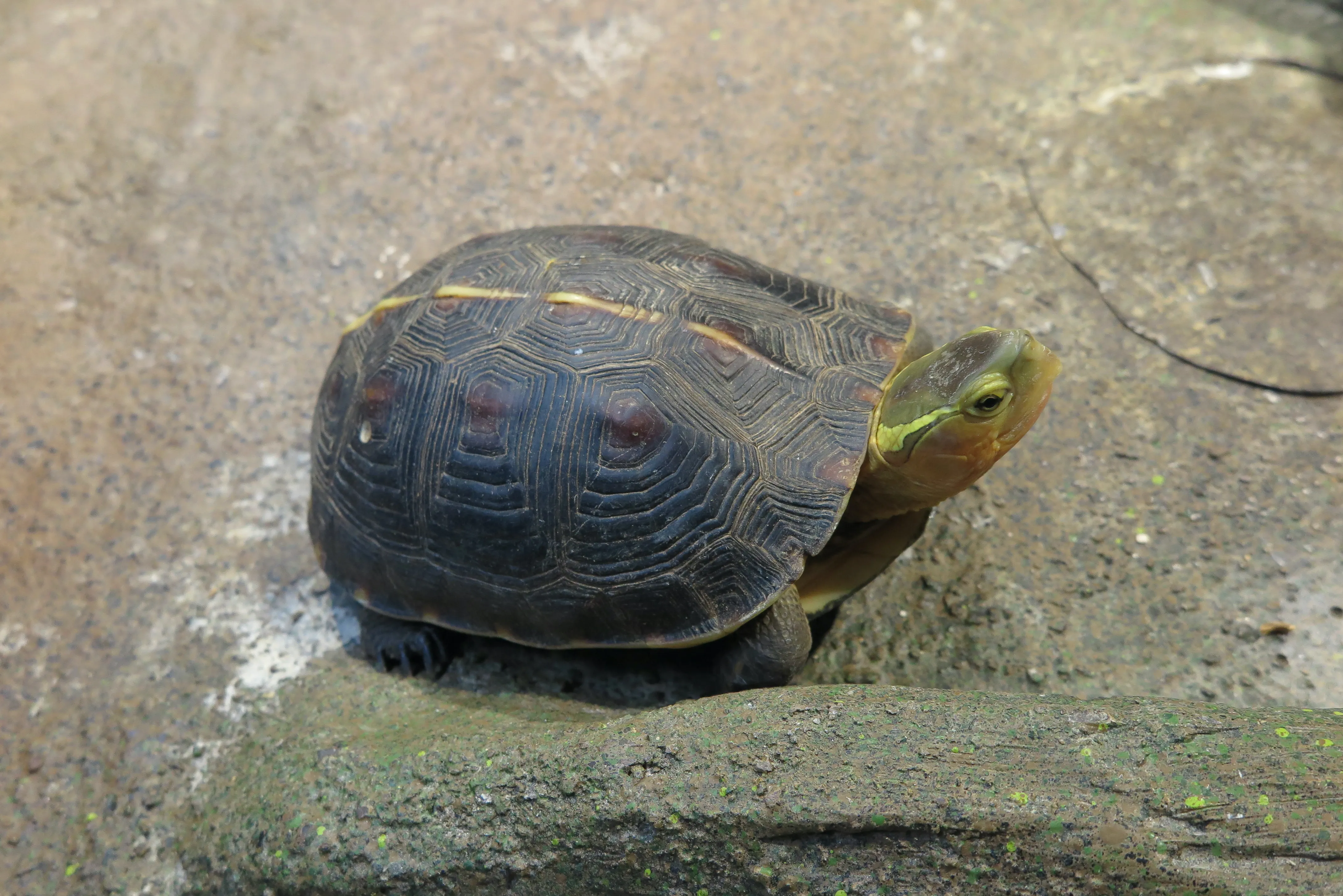 飼育下の個体。今年、西表島を訪問した際には、道を横切るヤエヤマセマルハコガメCuora flavomarginata evelynaeに出くわしました。