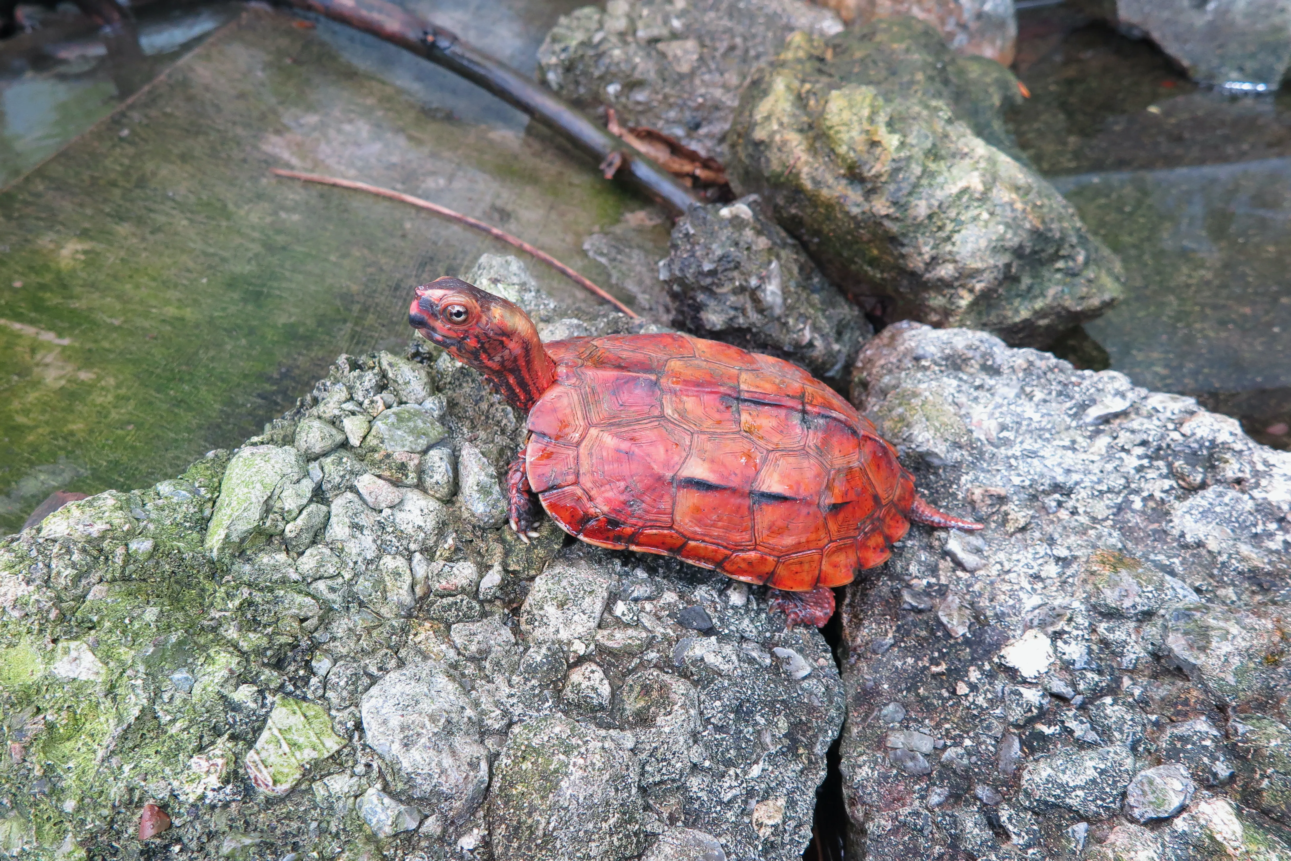 以前、沖縄県内の爬虫類事業者から、特に赤みの強いリュウキュウヤマガメGeoemyda japonicaは中国人に人気が高いと聞いたことがあります。