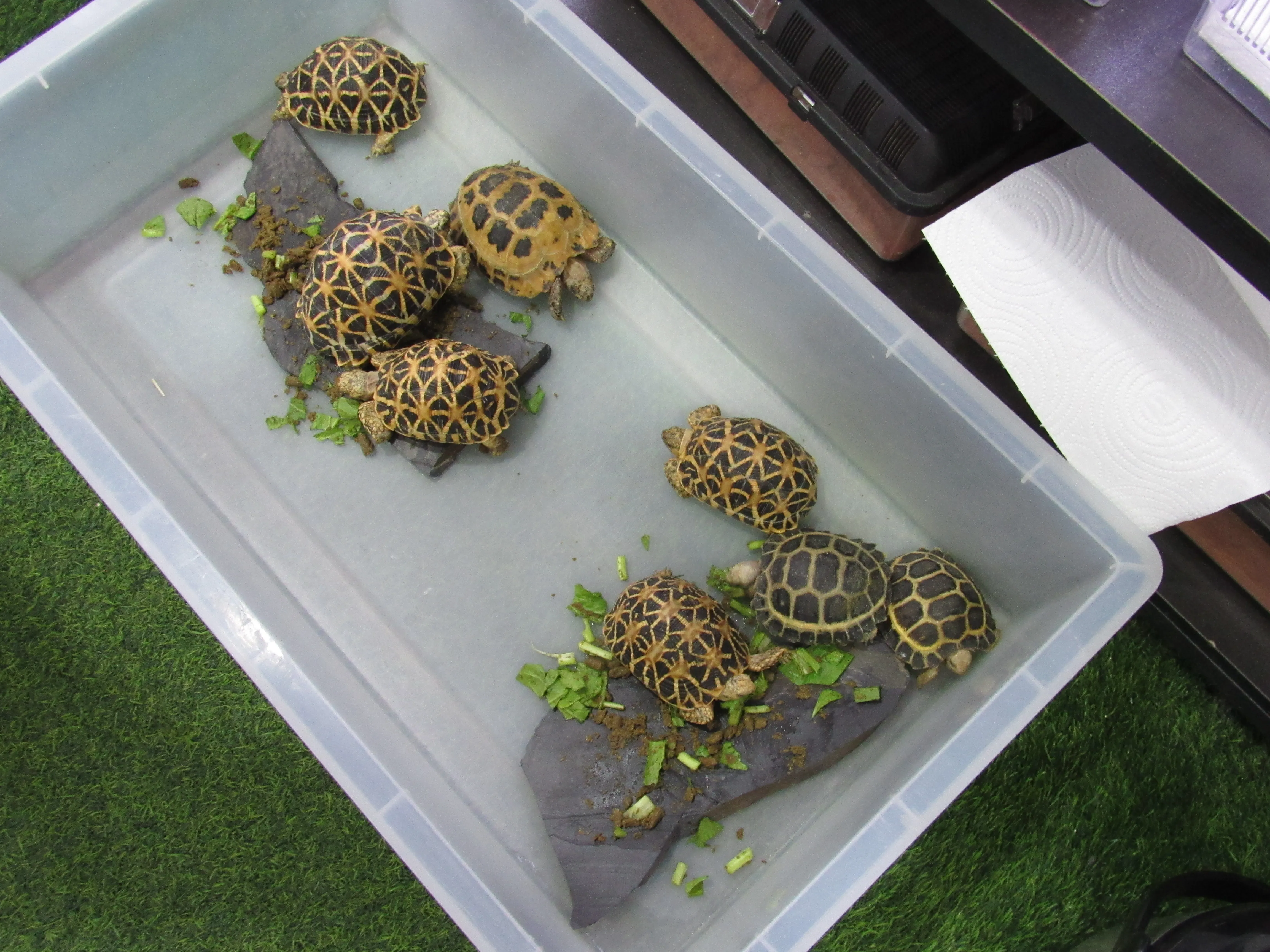 タイの野生生物市場でも多種多様なカメが販売されていました。