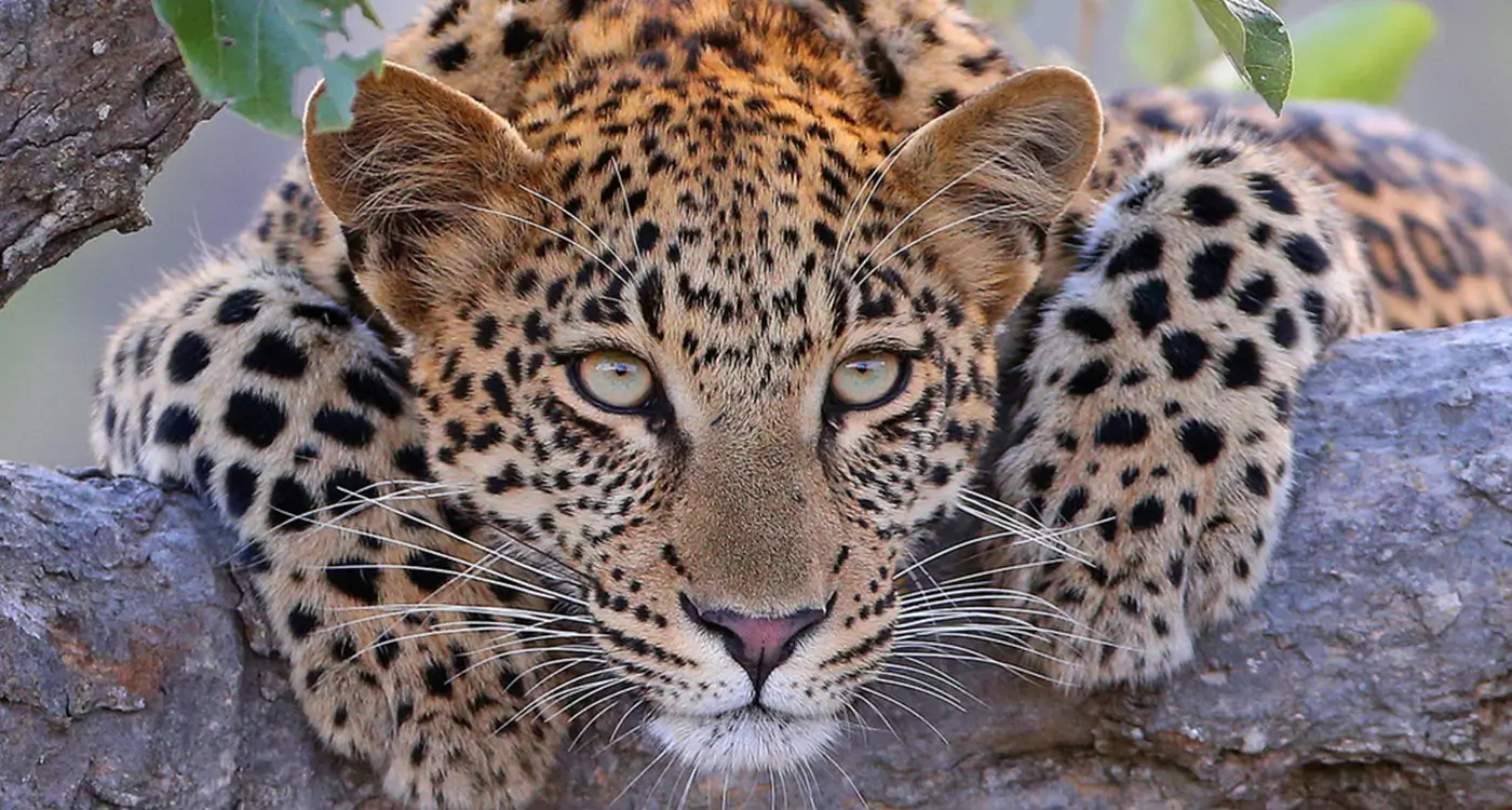 工場 ヒョウ アフリカのヒョウと人間の生活を守る｜NPO法人 ワイルドライフ